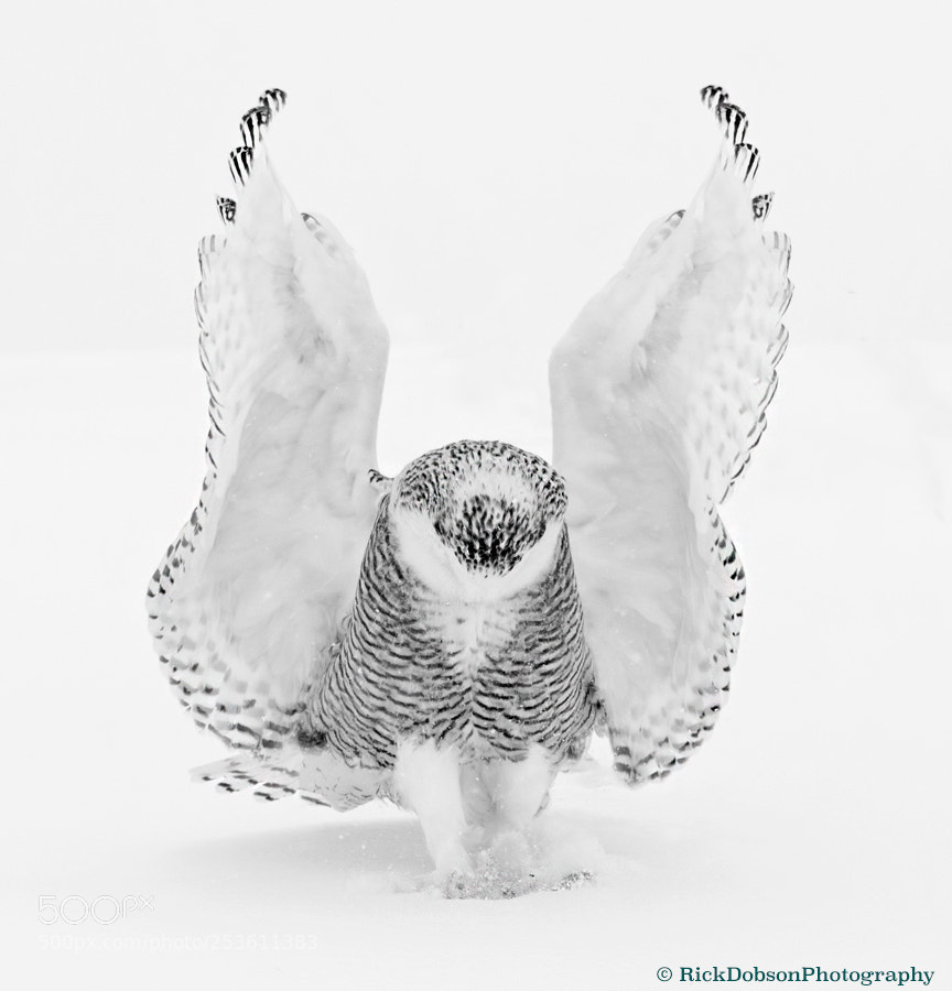 Canon EOS 7D Mark II sample photo. Snowy owl hunter photography