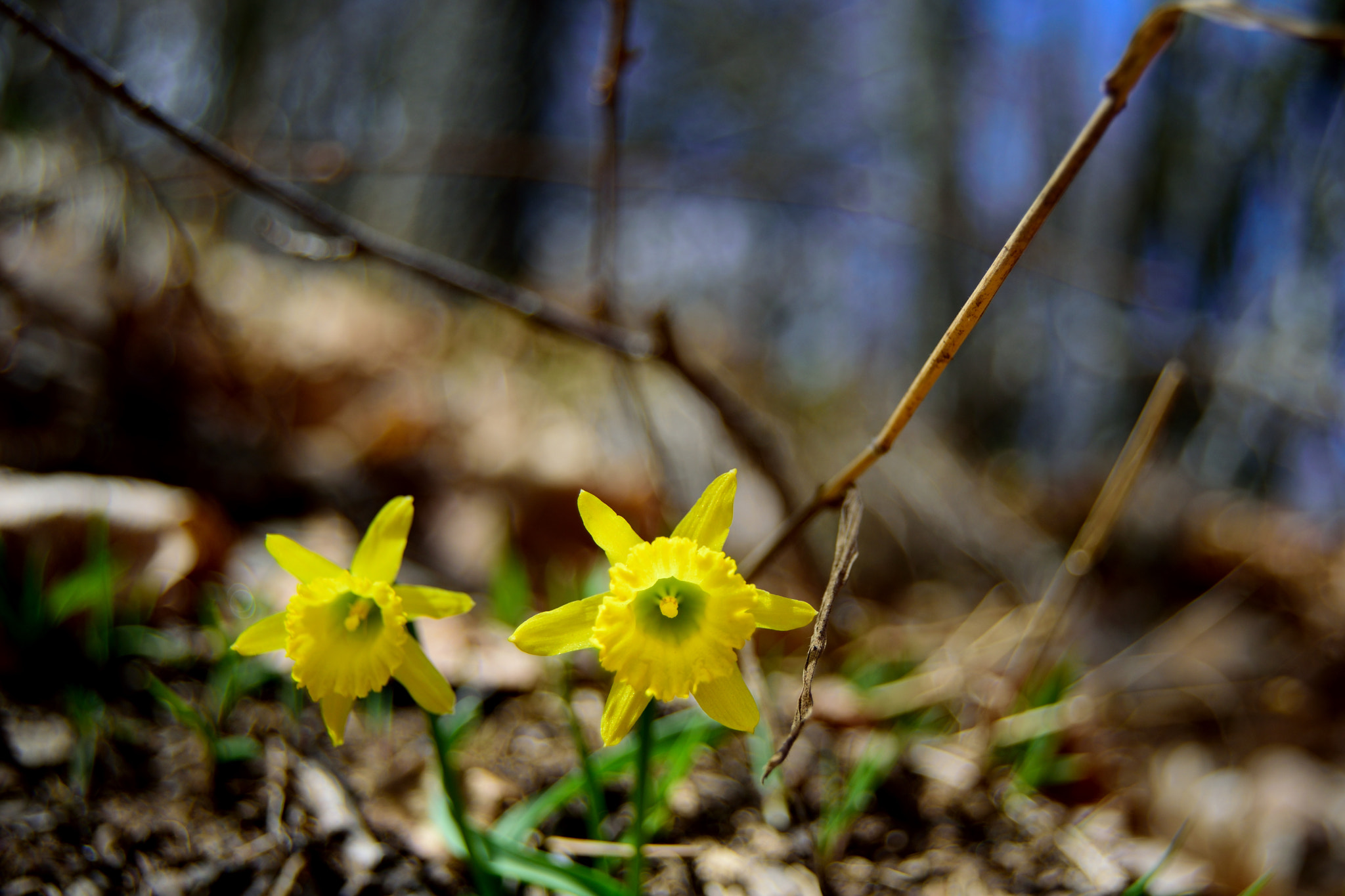 Nikon D3300 sample photo. En el bosque photography