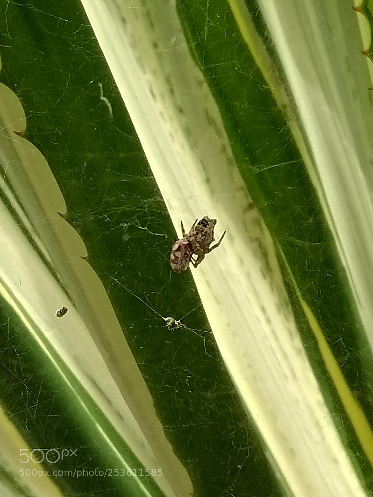 Motorola Moto G (5th Gen) sample photo. Little friend... photography