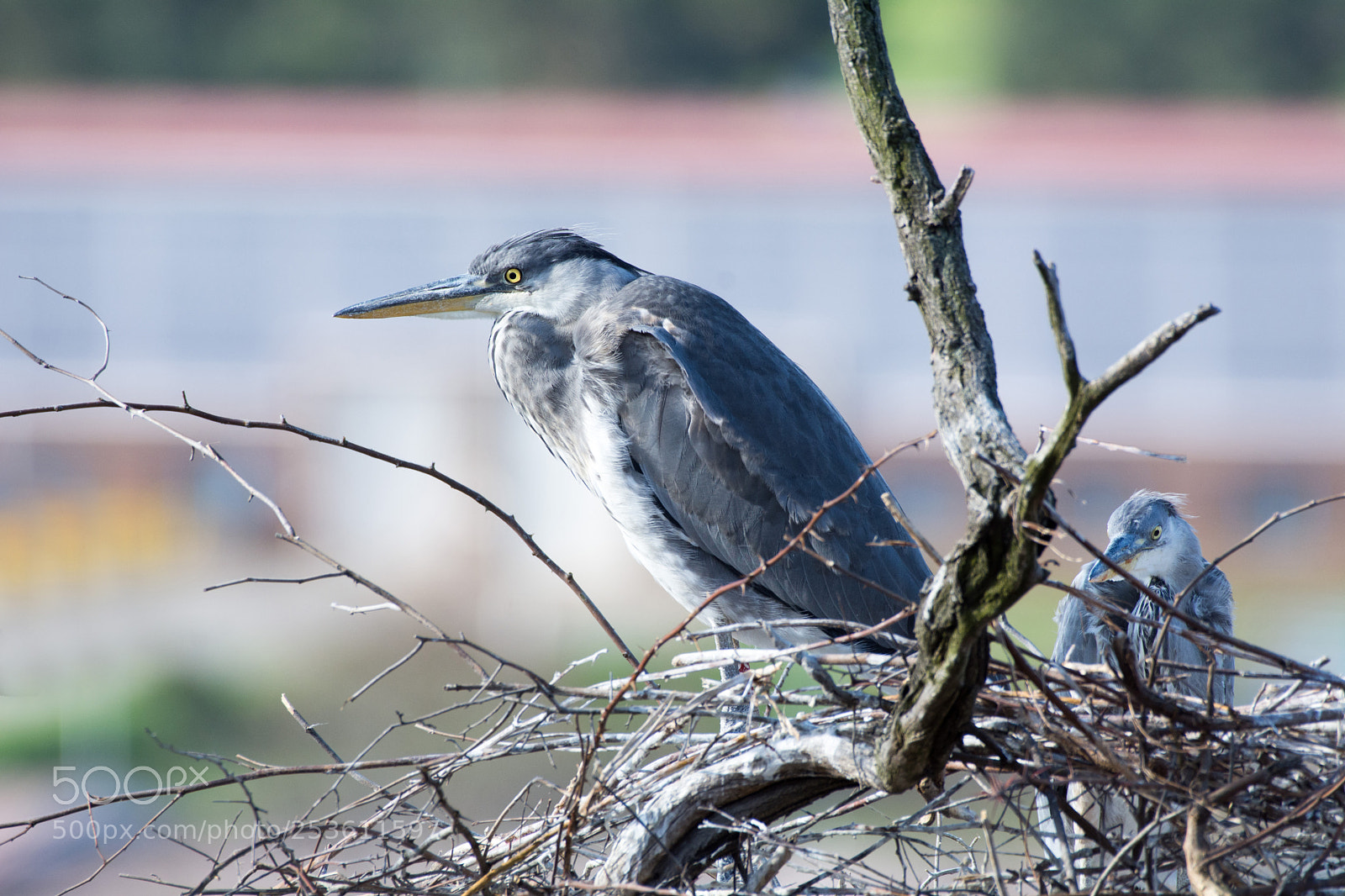 Nikon D7100 sample photo. Heron child photography