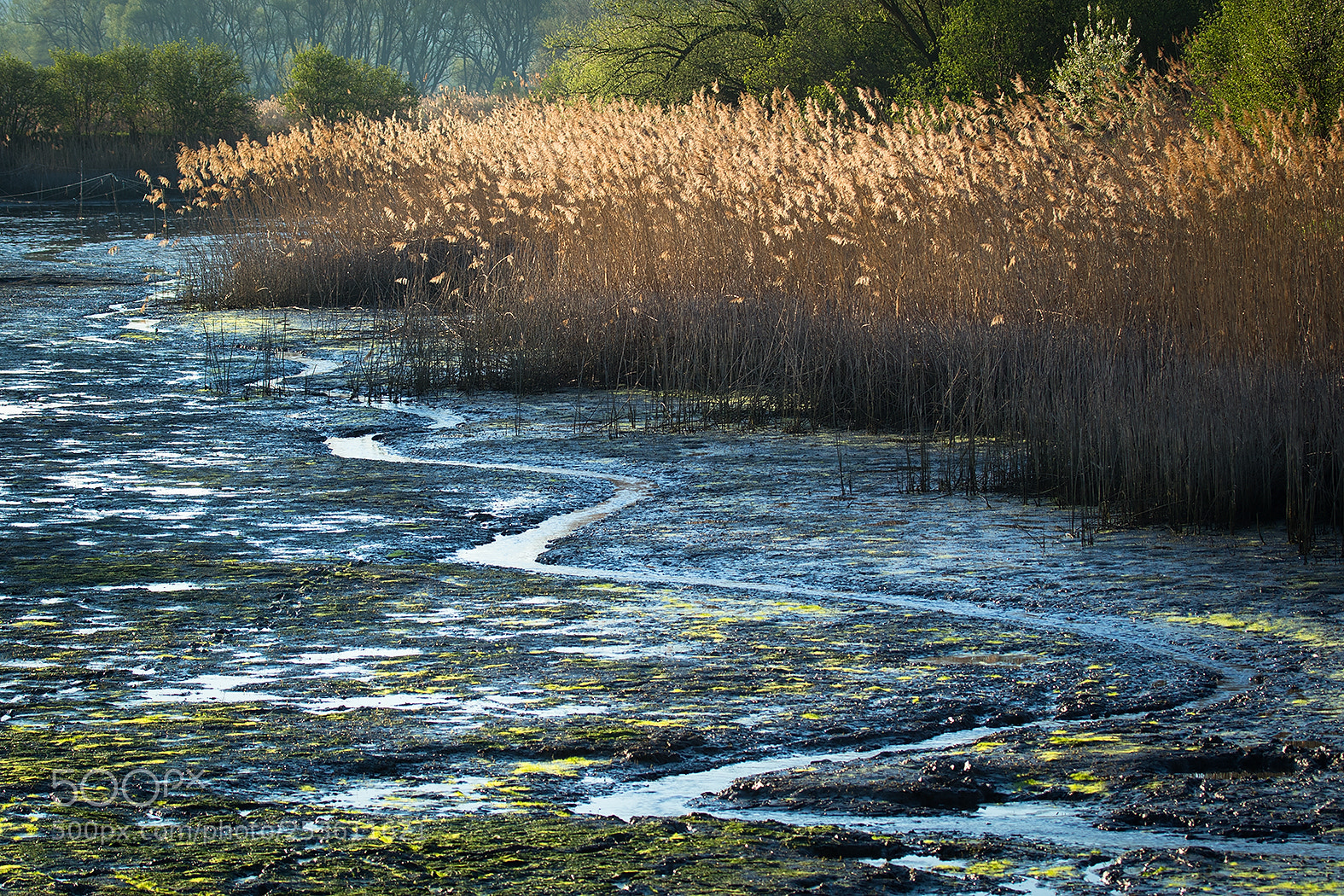 Canon EOS 7D Mark II sample photo. Morning by the pond photography