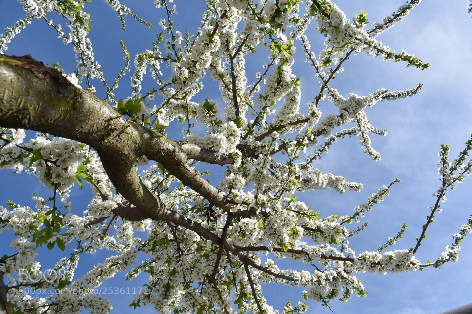 Nikon D5600 sample photo. Spring is here photography