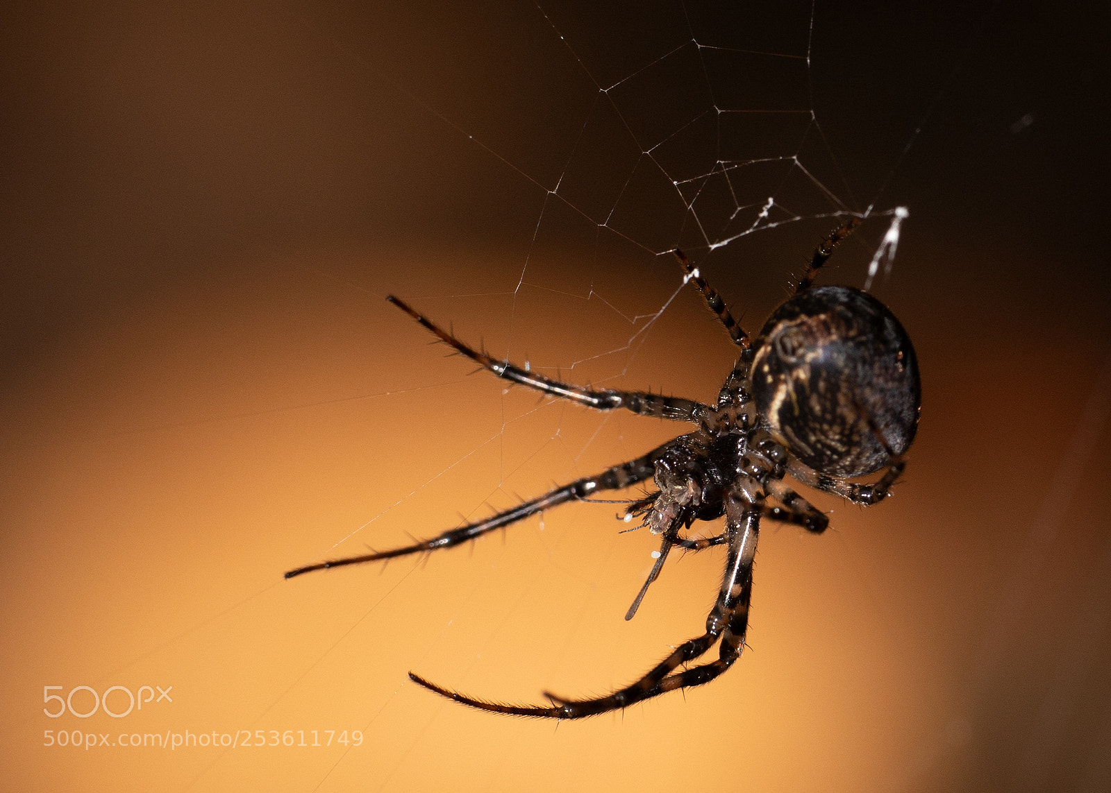 Canon EOS 5D Mark IV sample photo. Alien? photography