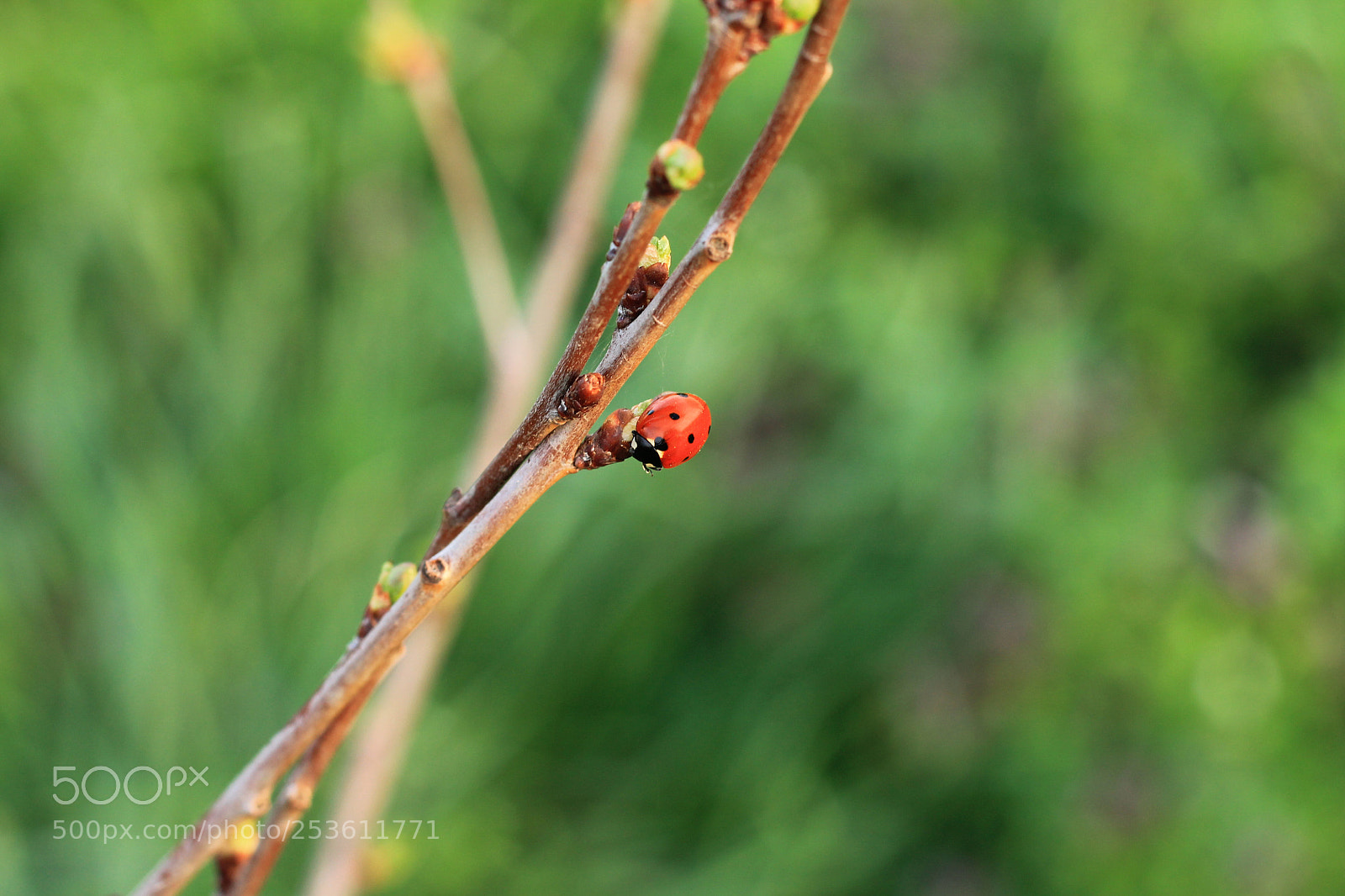Canon EOS 1100D (EOS Rebel T3 / EOS Kiss X50) sample photo. Ladybug photography