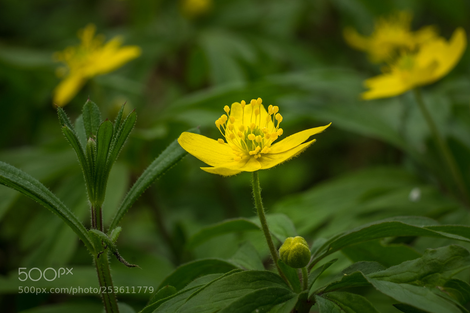 Fujifilm X-T1 sample photo. Gelbes windr schen anemone photography