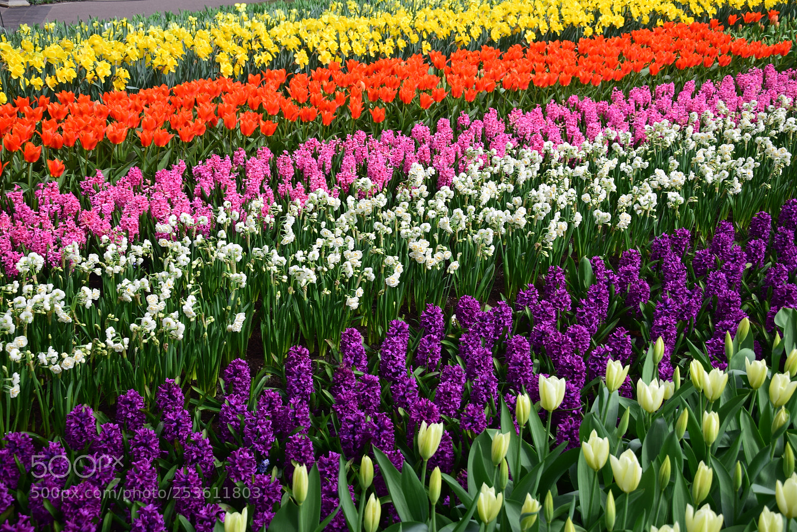Nikon D5300 sample photo. Flowerfield / springtime 2018 photography