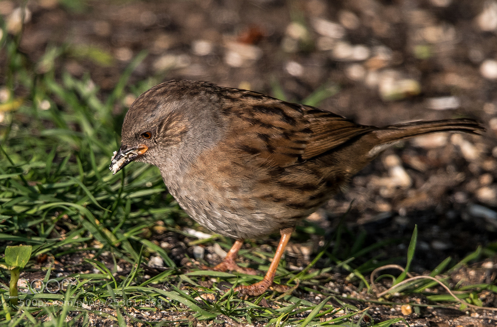 Nikon D850 sample photo. Foraging dunnock photography