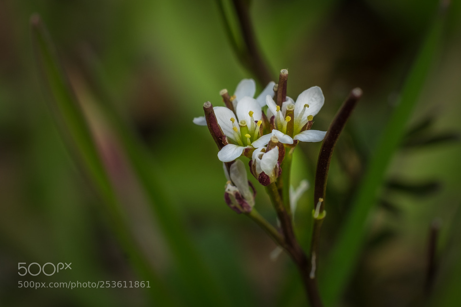 Fujifilm X-T1 sample photo. Behaartes schaumkraut (cardamine hirsuta) photography