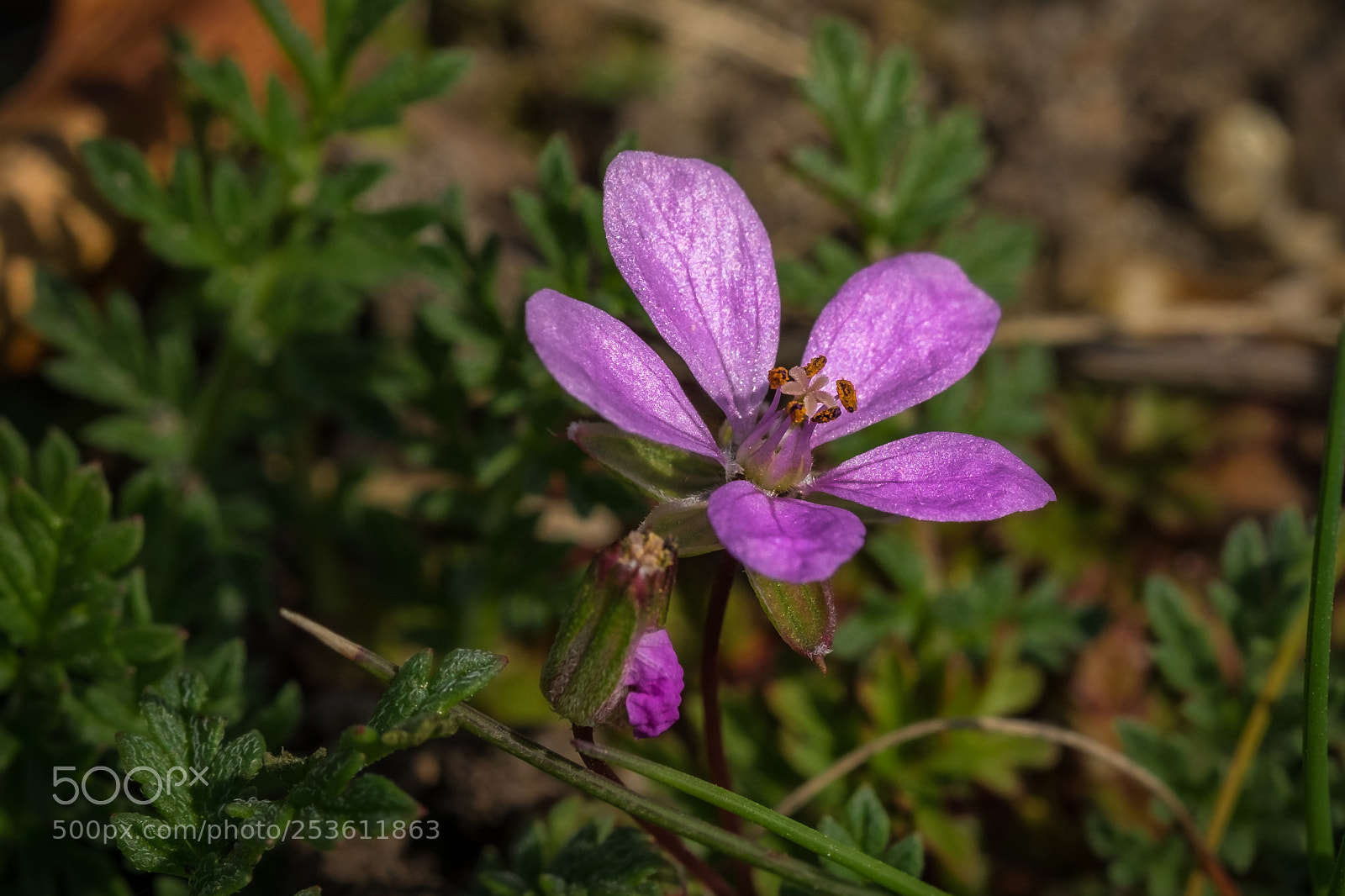 Fujifilm X-T1 sample photo. Gew hnlicher reiherschnabel erodium photography