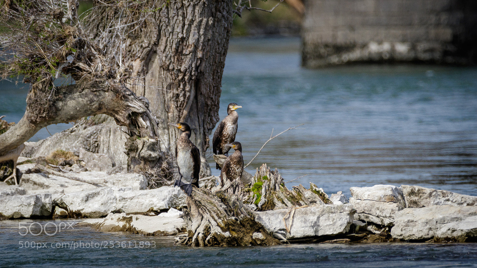 Canon EOS 7D Mark II sample photo. The gang of  cormorant photography