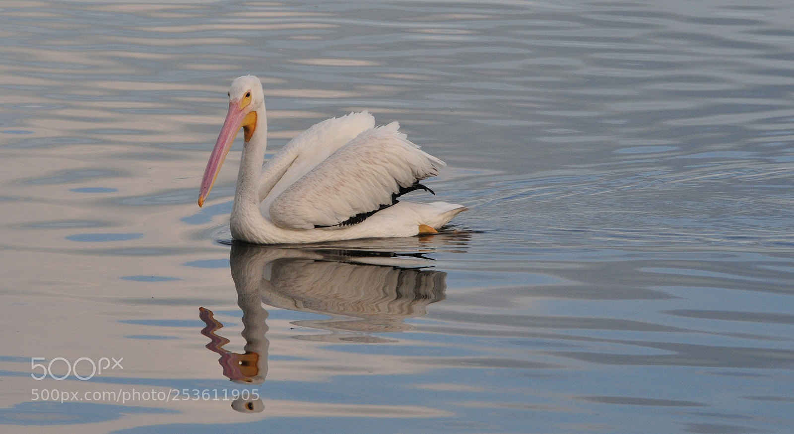 Nikon D300 sample photo. Beautiful white glider photography