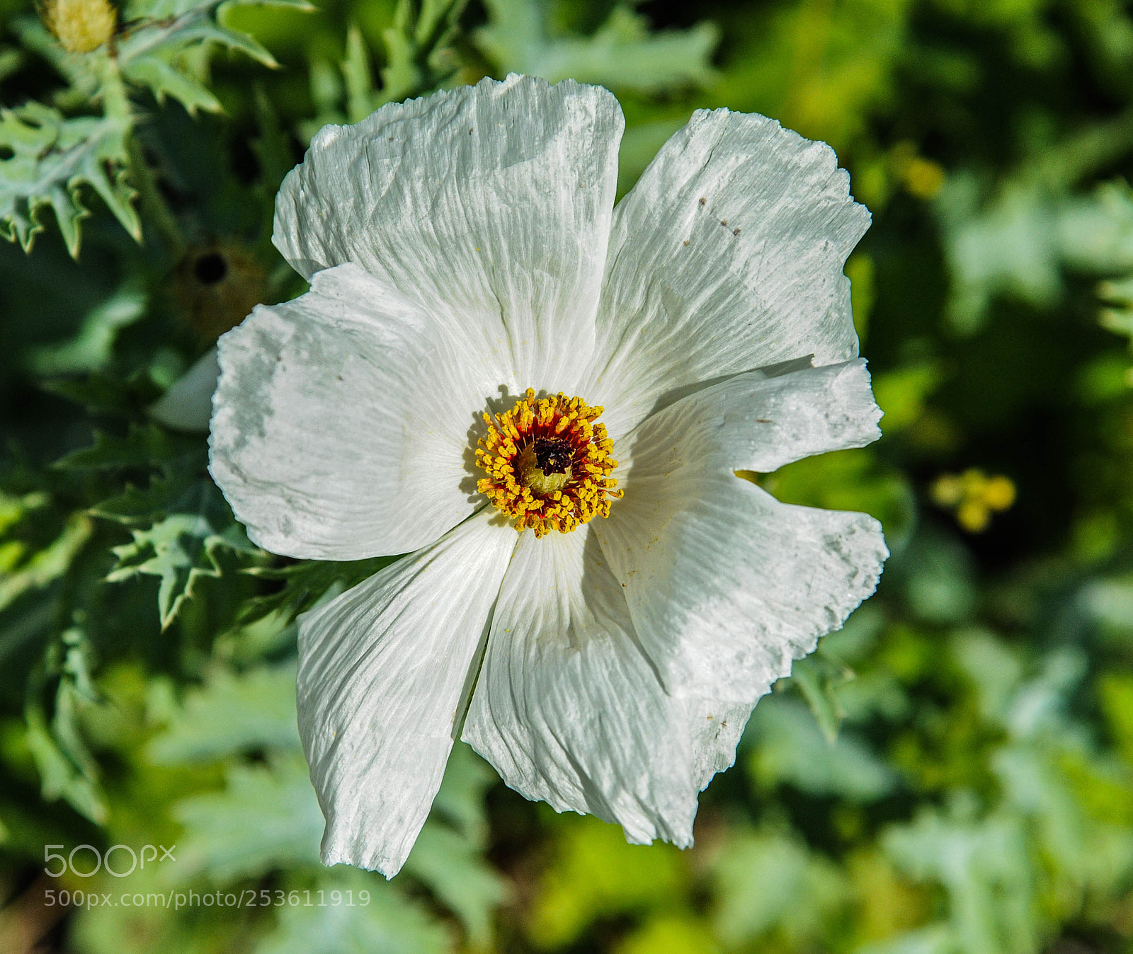 Nikon D700 sample photo. Fancy white beauty! photography