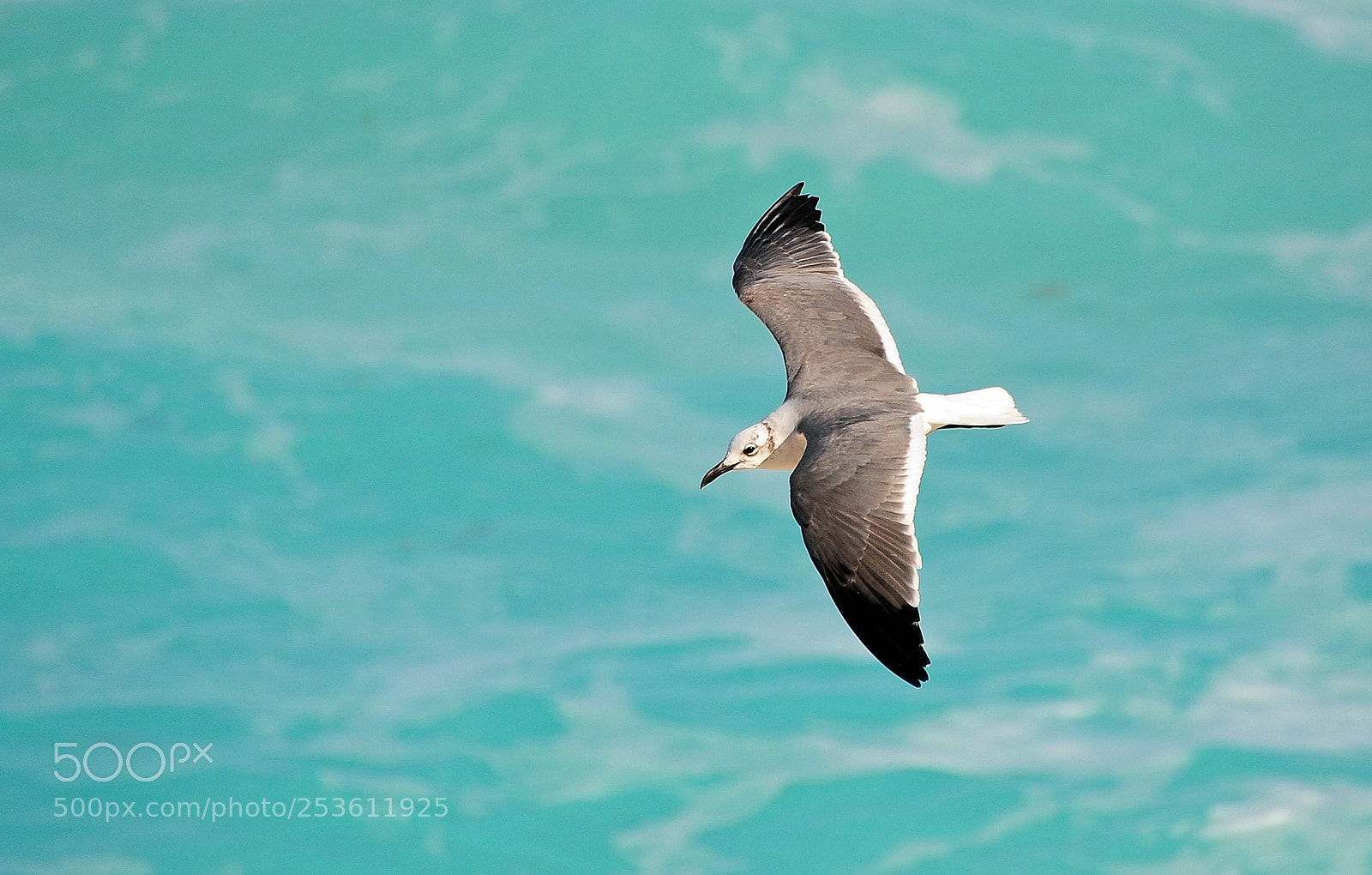 Nikon D700 sample photo. Gull on the prowl photography