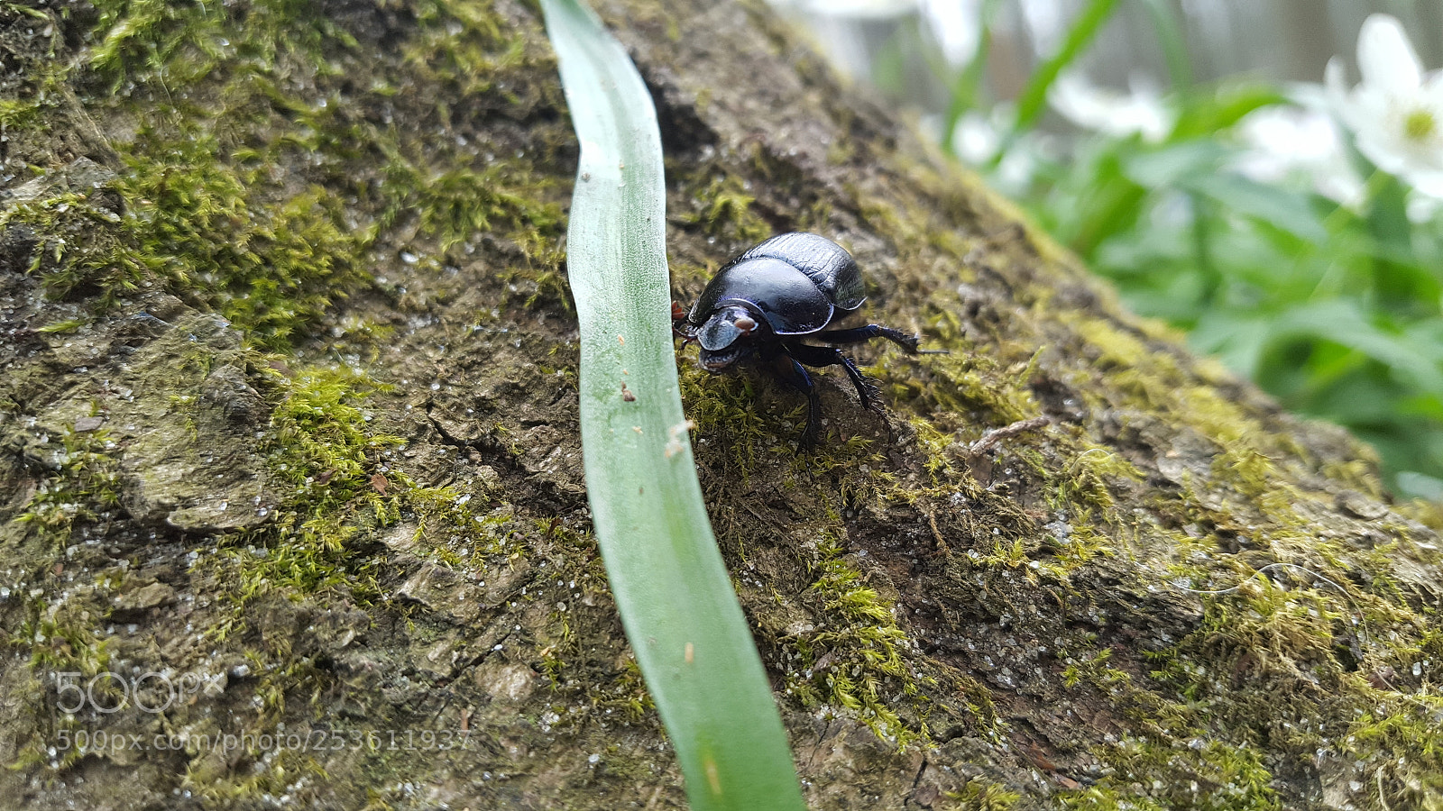 Samsung GALAXY S6 edge sample photo. Bug photography