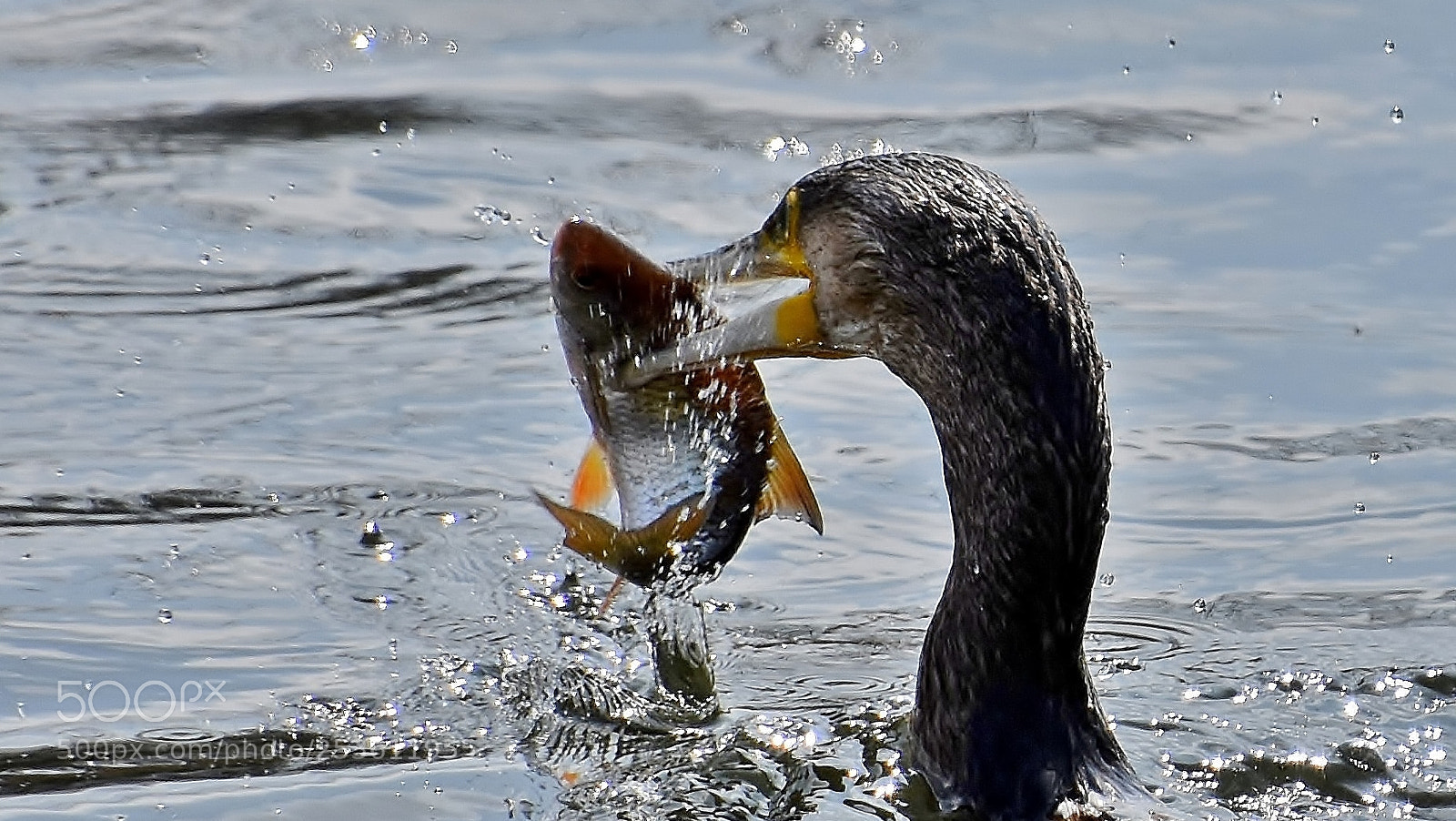 Nikon D7200 sample photo. Nice catch... photography