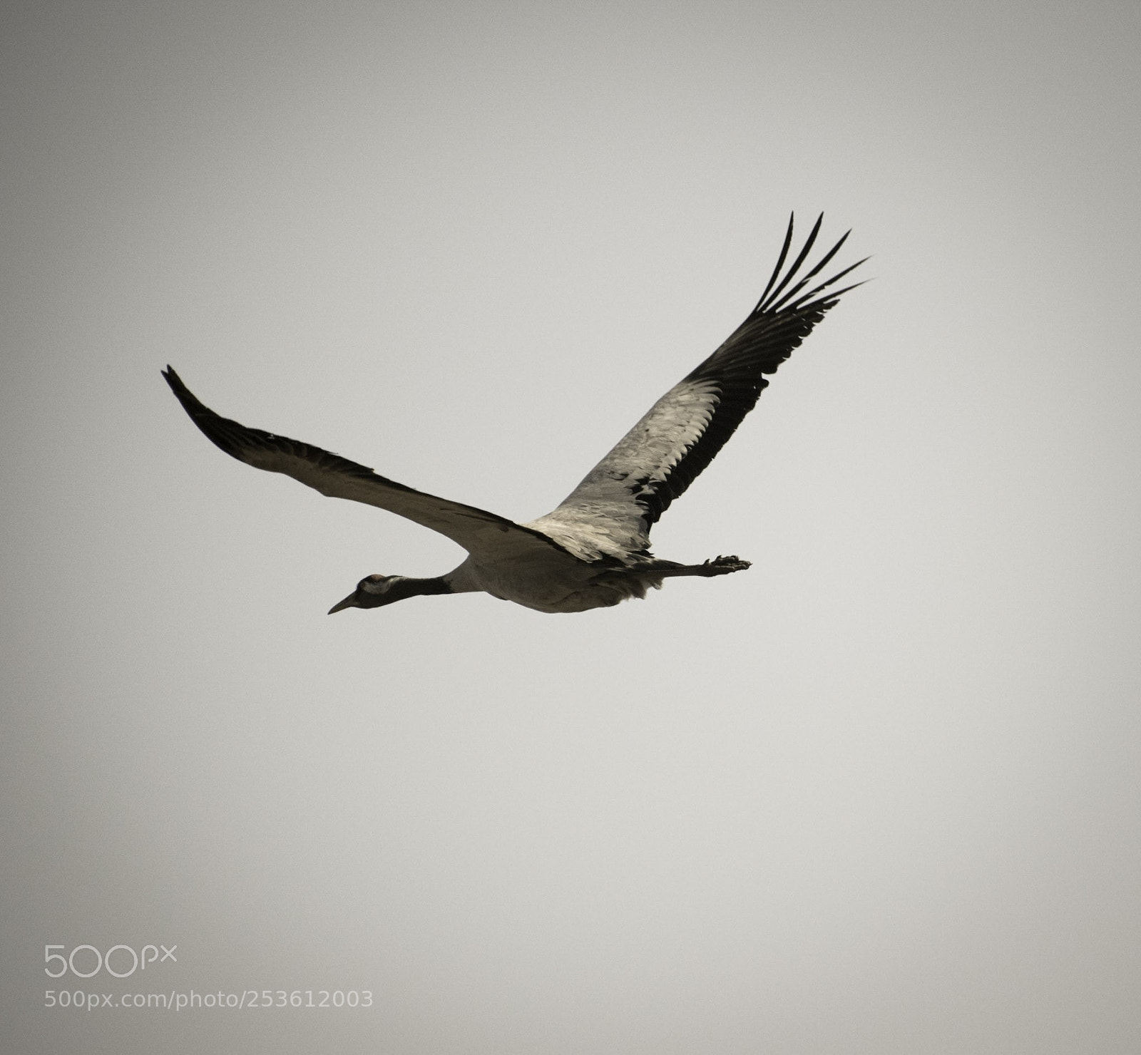 Nikon D3300 sample photo. Return of the crane photography