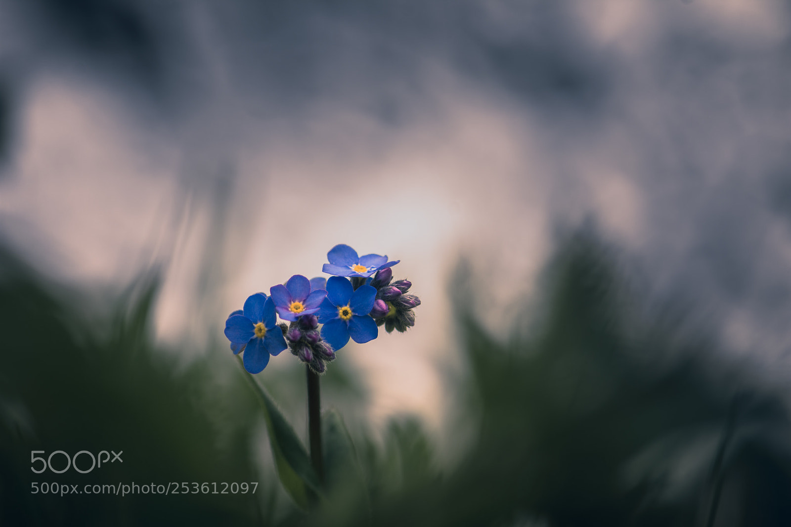 Nikon D7200 sample photo. Myosotis des alpes photography