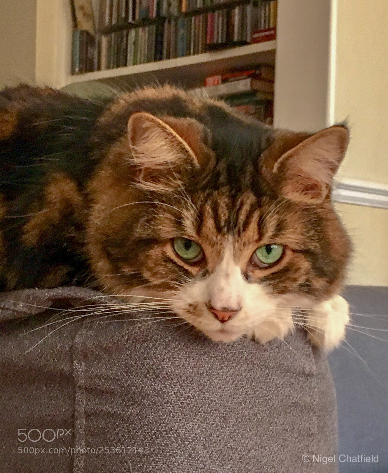 Apple iPhone SE sample photo. Lola in the lounge photography