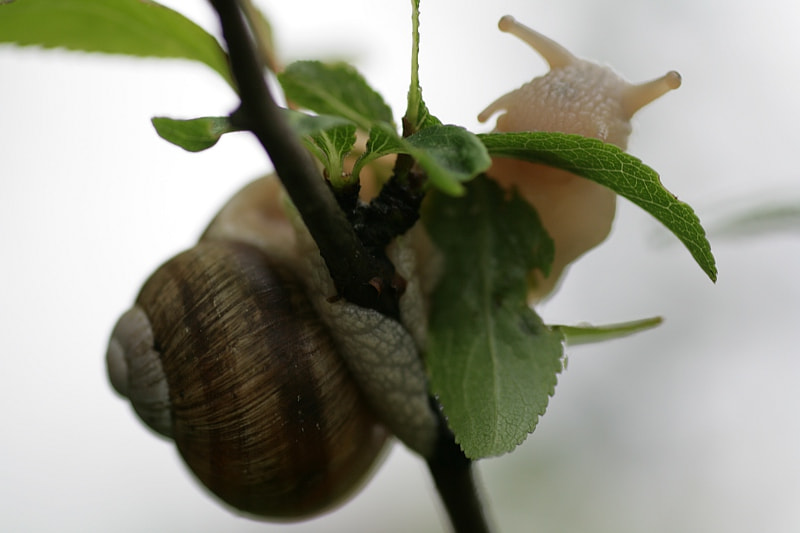 Tamron SP AF 90mm F2.8 Di Macro sample photo. Small climber photography