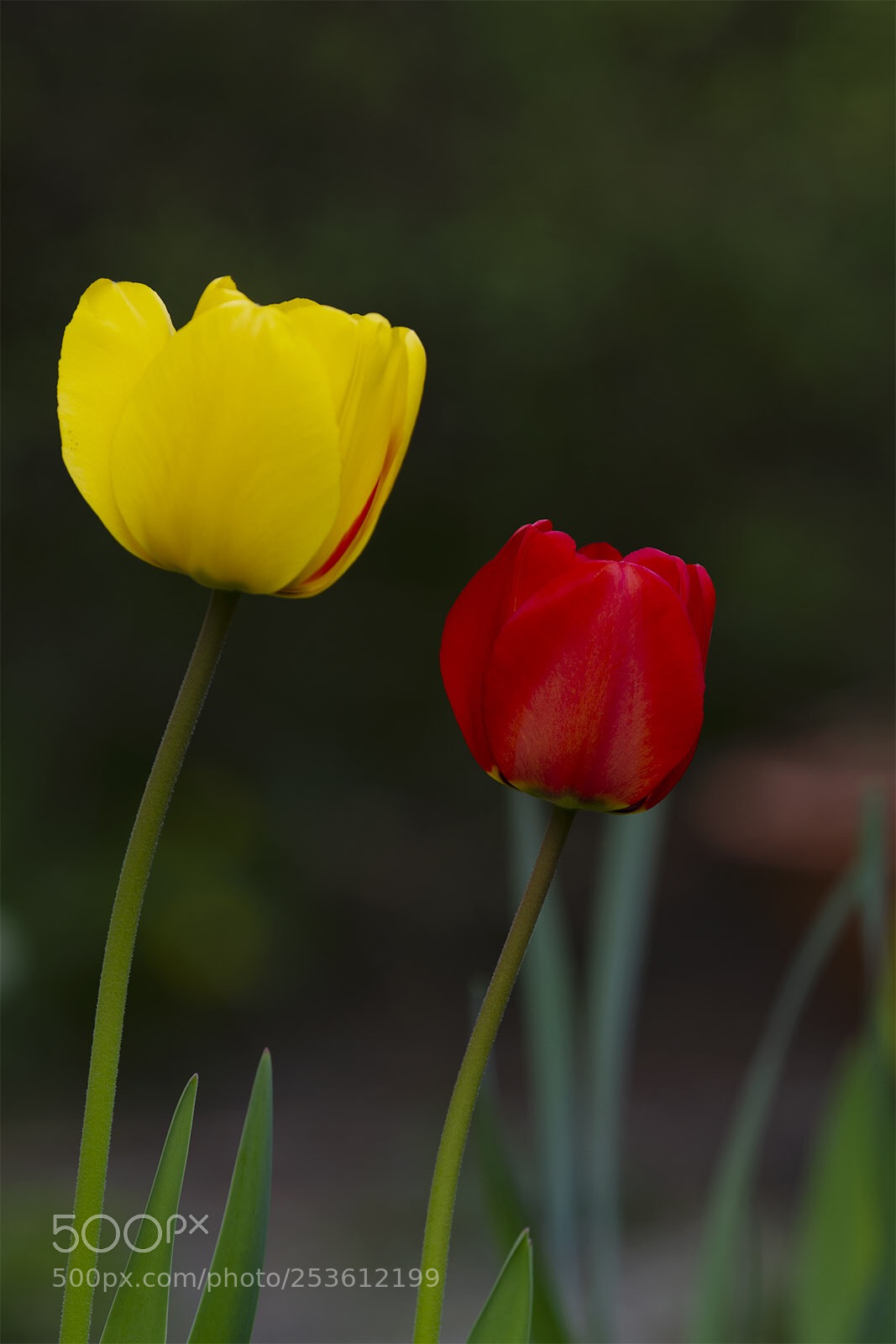 Canon EOS 7D sample photo. Untitled photography