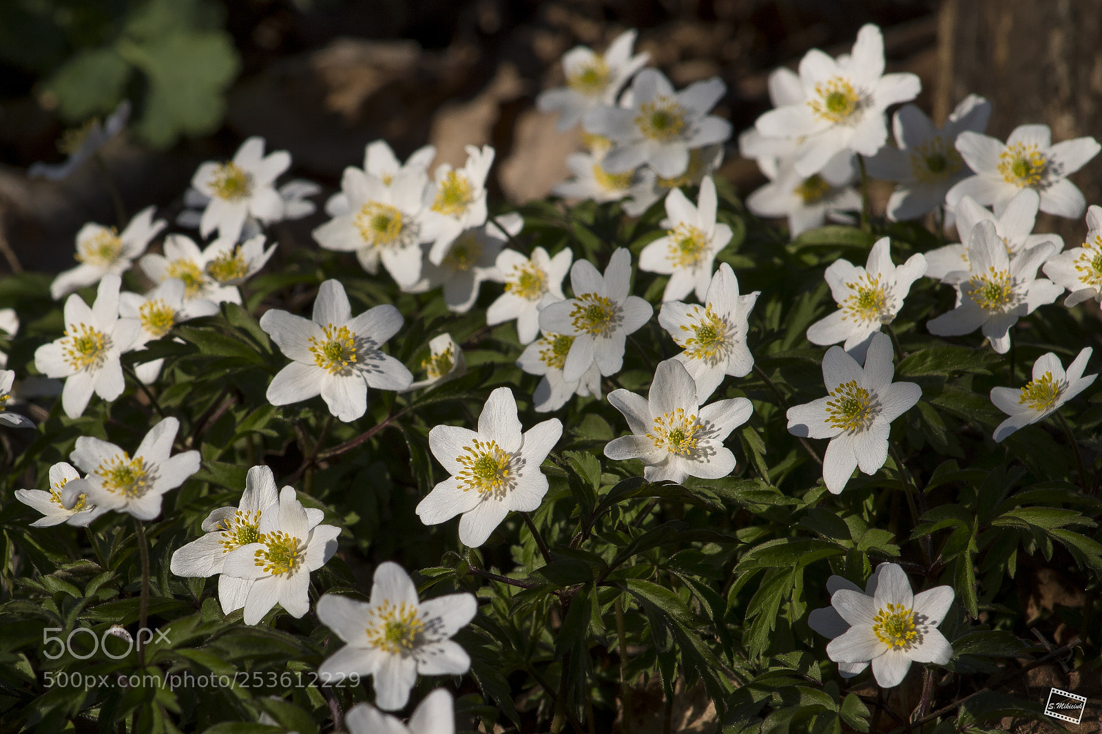 Canon EOS 760D (EOS Rebel T6s / EOS 8000D) sample photo. Anemone - brought from photography