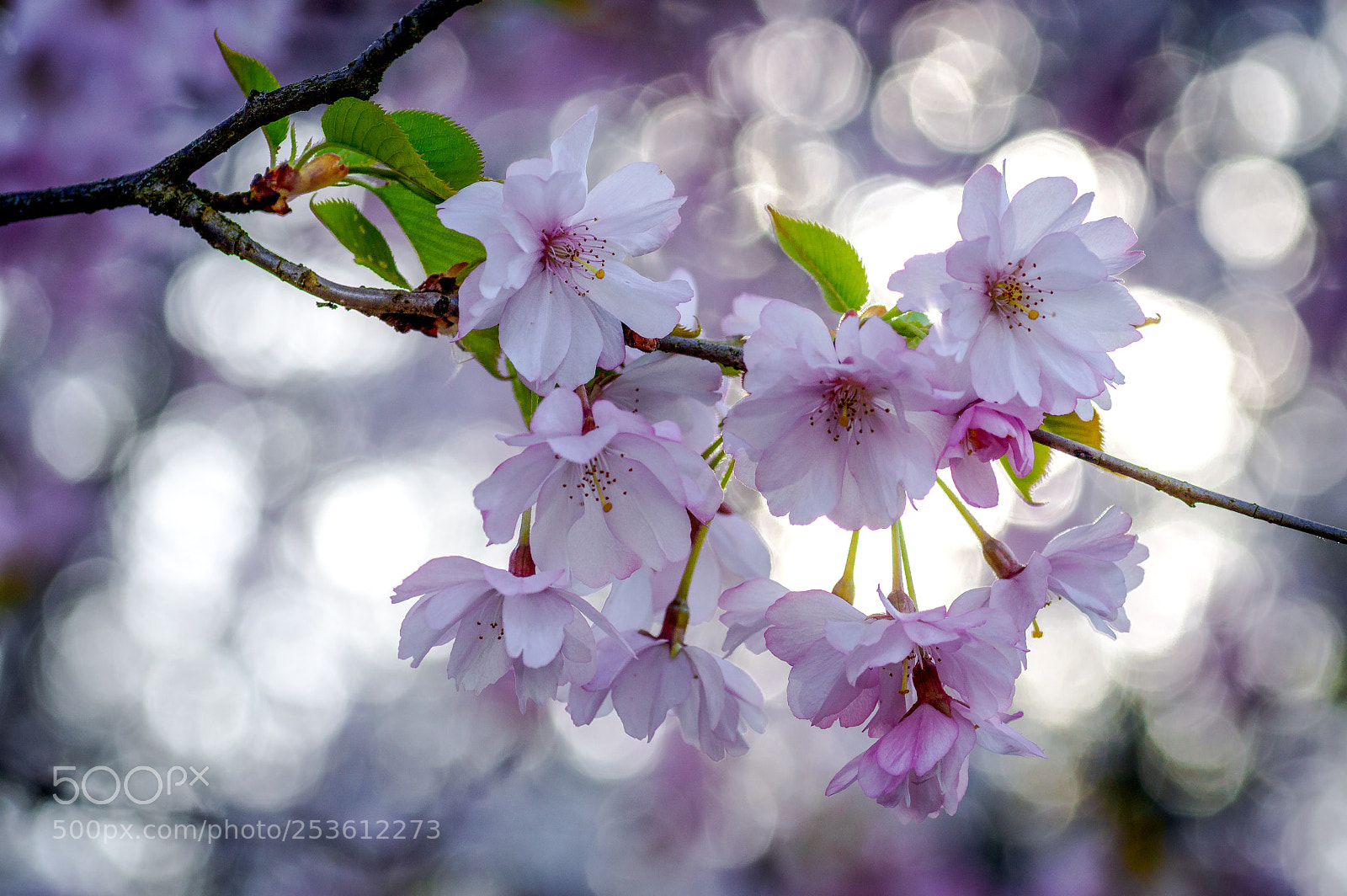 Nikon D3200 sample photo. Sakura photography