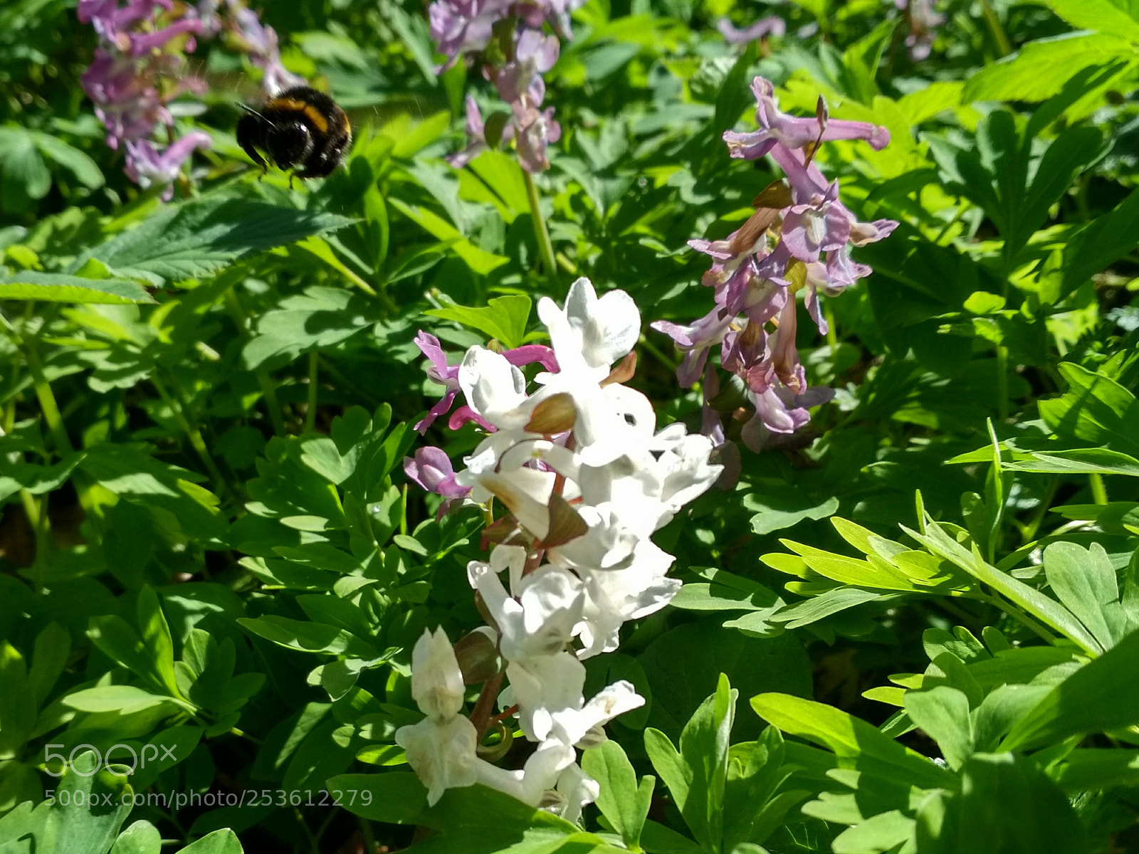 Xiaomi Redmi 4X sample photo. Corydalis cava and humblebee photography