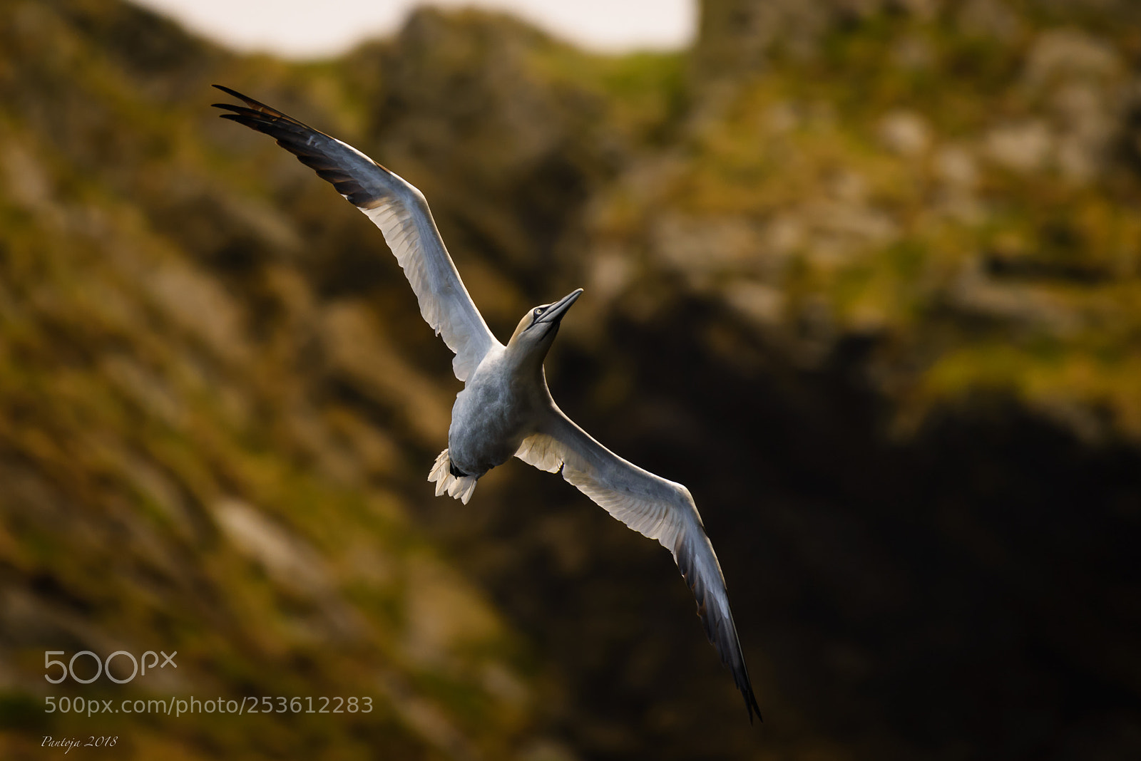 Nikon D600 sample photo. Gannet photography
