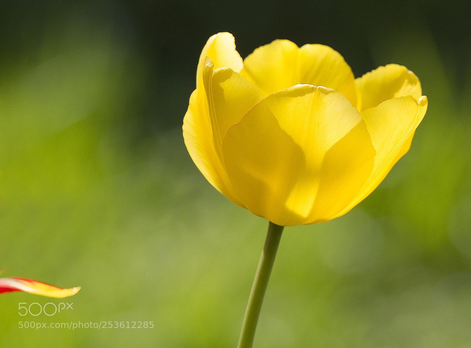 Nikon D7100 sample photo. Tongue photography