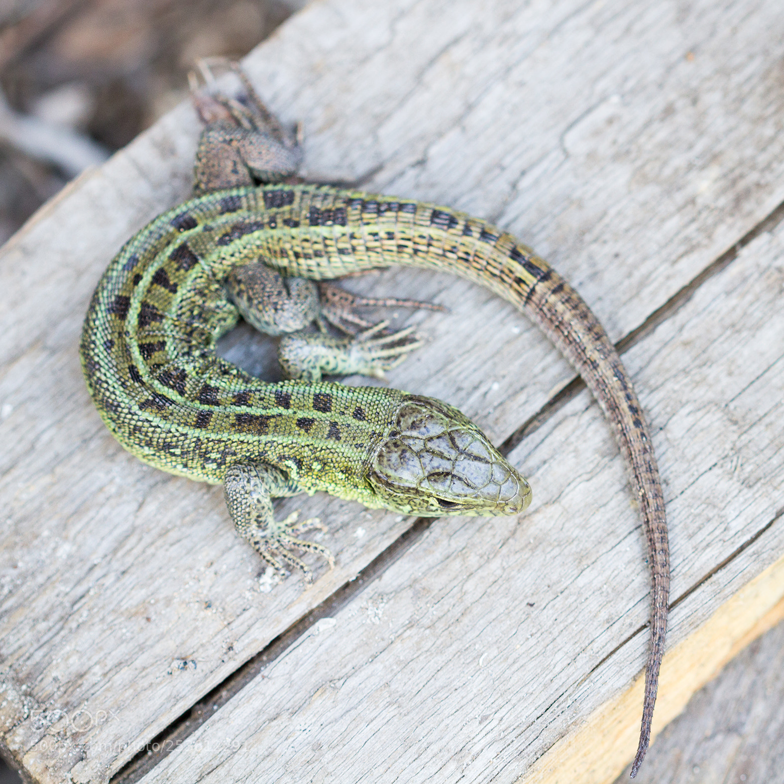 Canon EOS 600D (Rebel EOS T3i / EOS Kiss X5) sample photo. Lizard photography