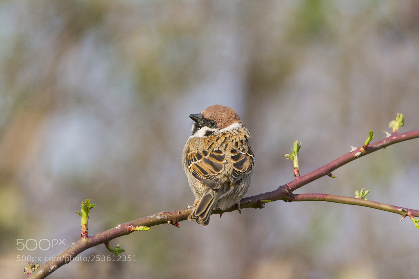 Nikon D7100 sample photo. Eurasian tree sparrow photography