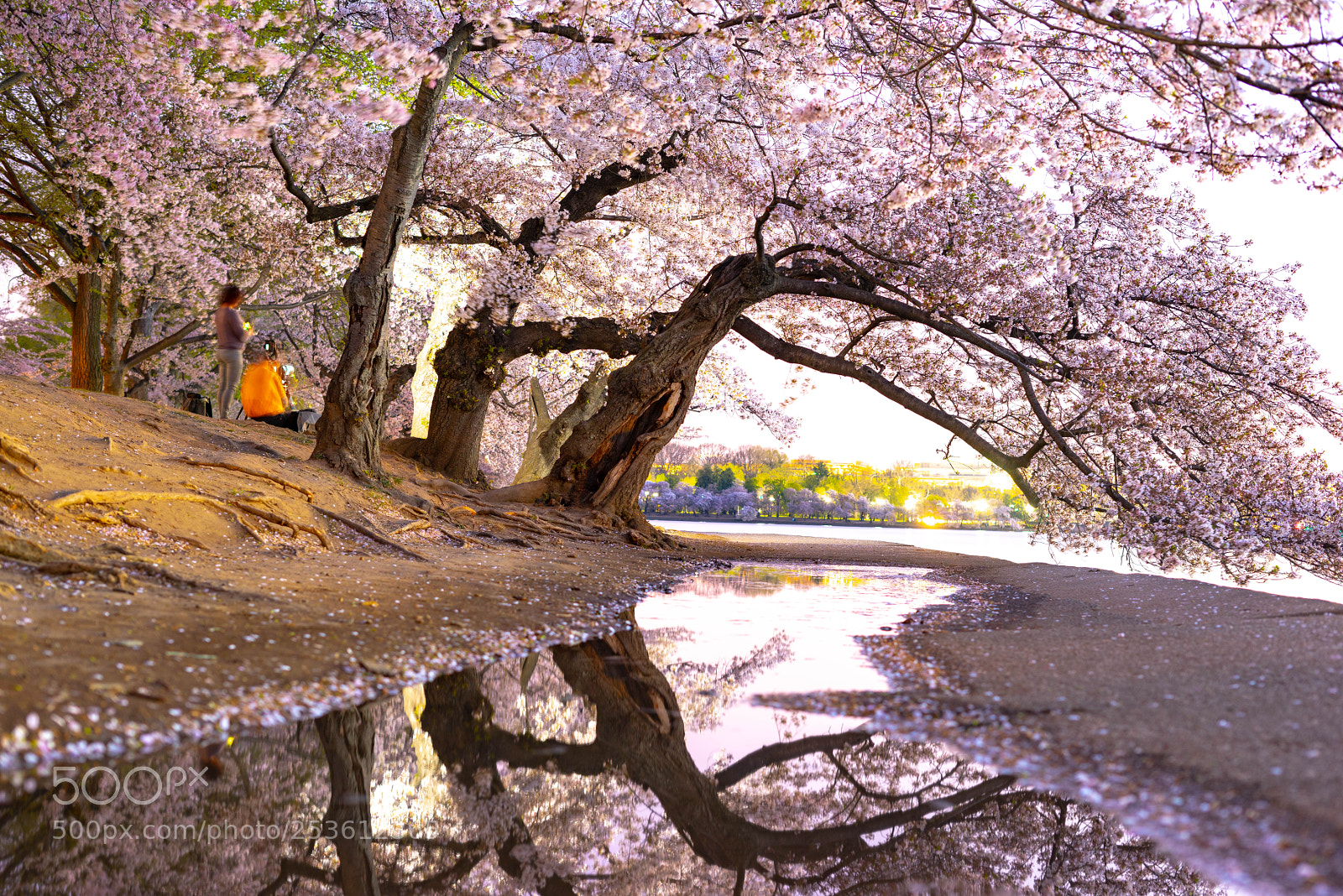 Sony a7R sample photo. Tidal basin photography