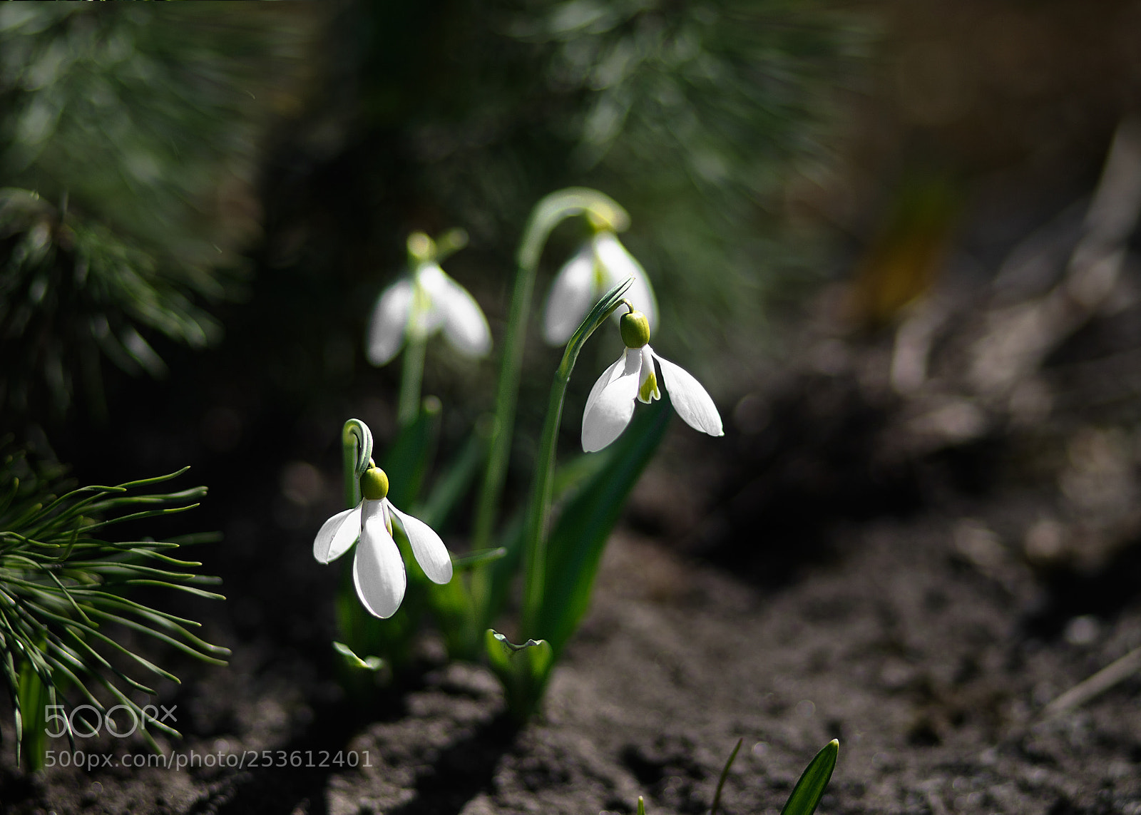 Canon EOS 6D Mark II sample photo. White snowdrop photography