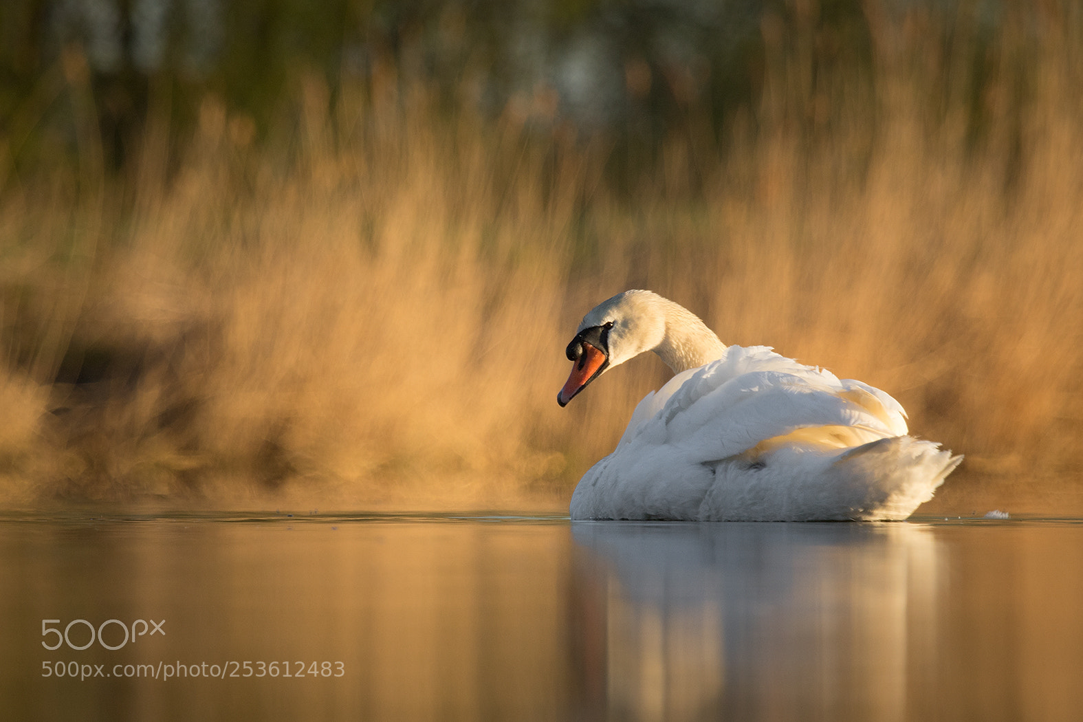 Canon EOS 7D Mark II sample photo. Swan photography