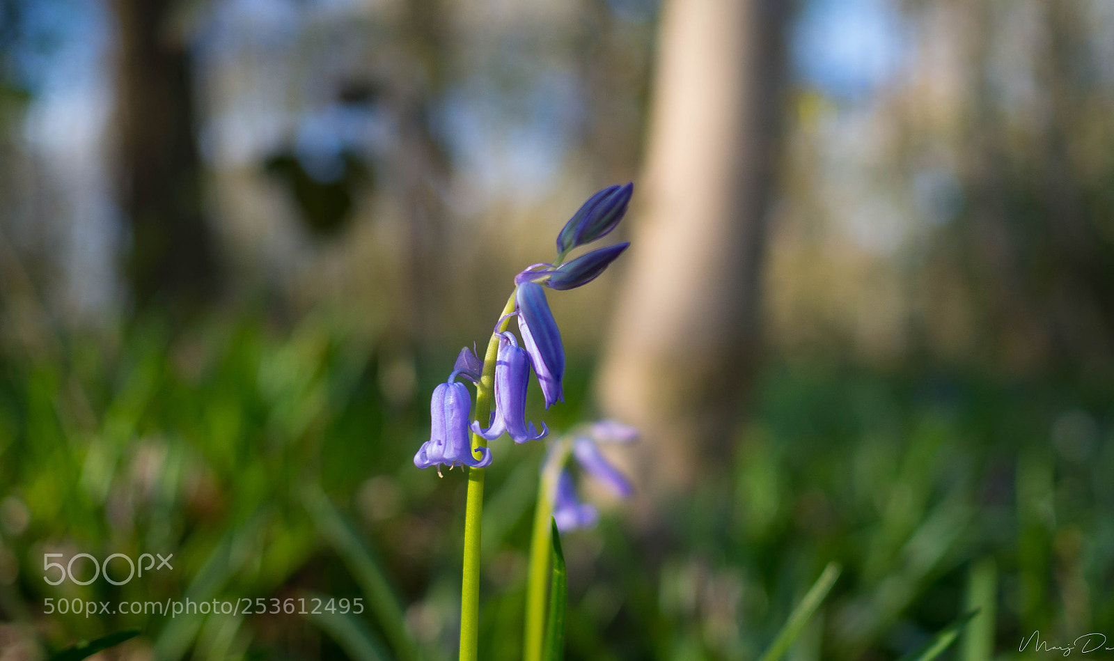 Olympus OM-D E-M10 II sample photo. Parfumer ses jours en photography