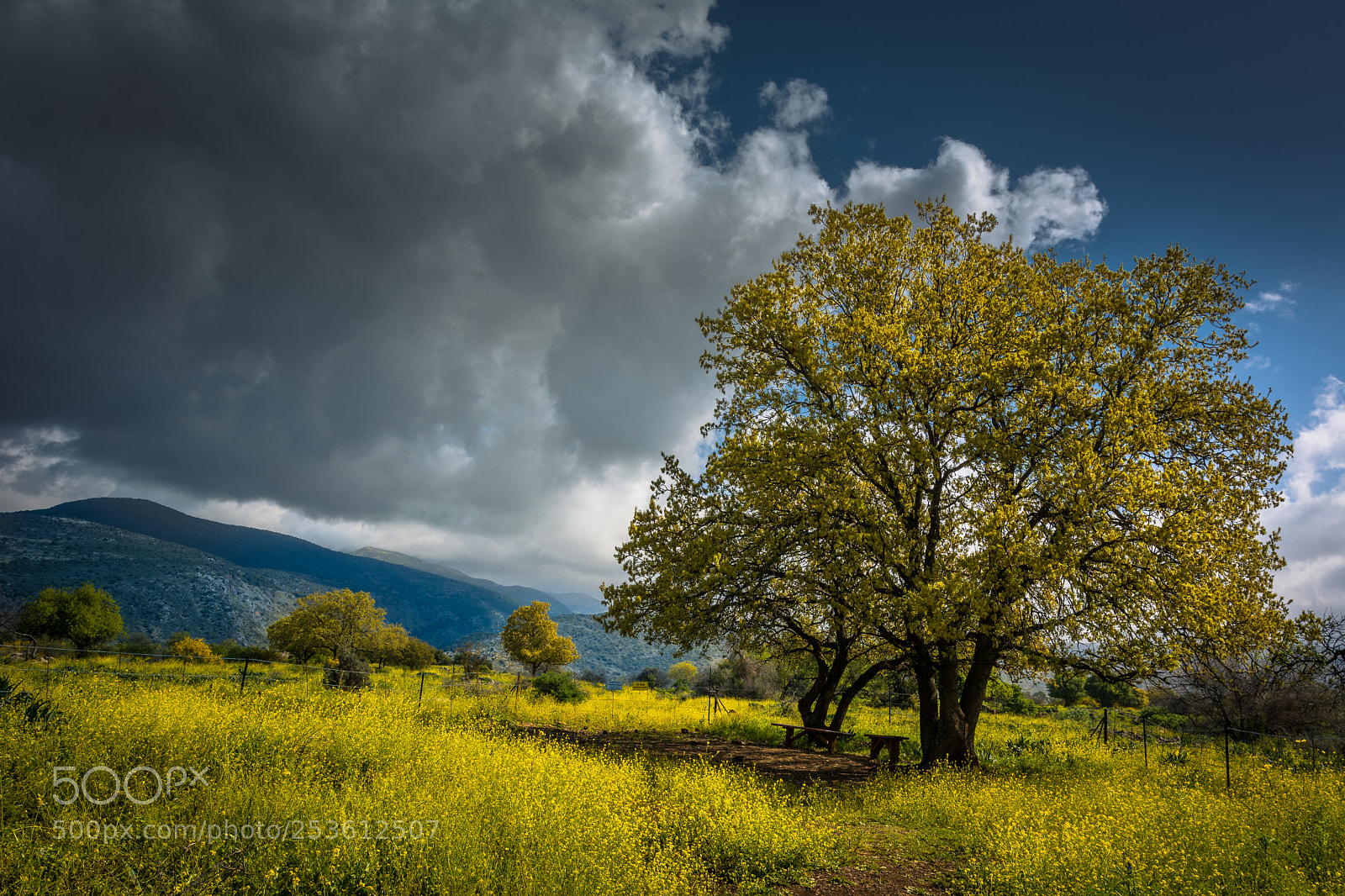 Nikon D7100 sample photo. Yellow tree photography