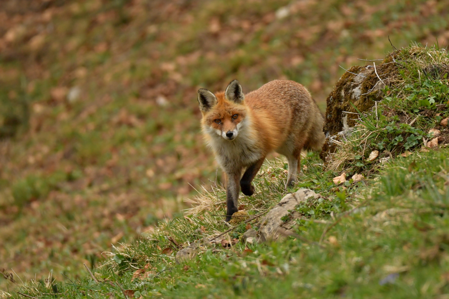 Nikon D5 + Sigma 150-600mm F5-6.3 DG OS HSM | S sample photo. Renard photography