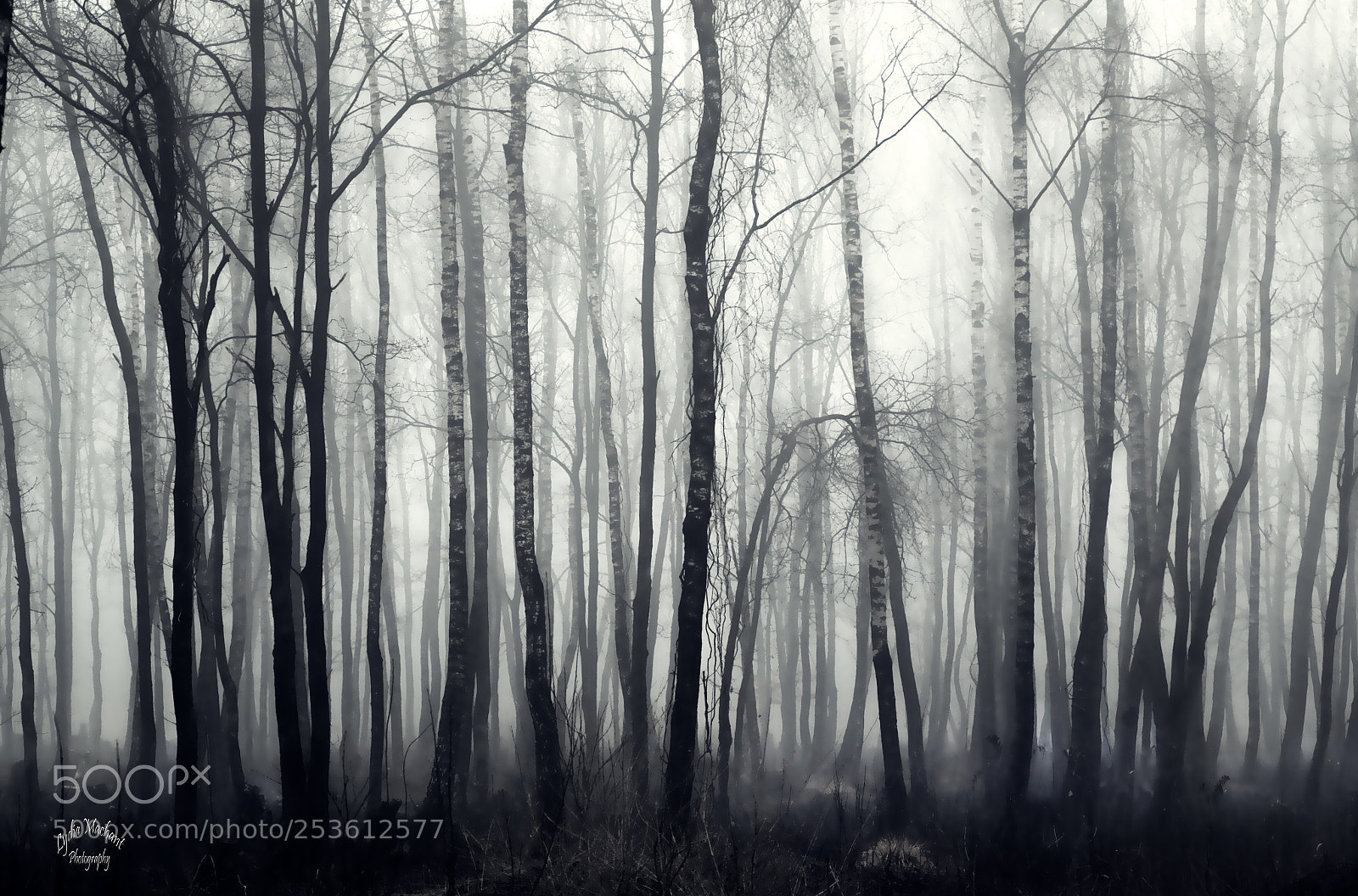 Canon EOS 7D Mark II sample photo. Forest in confusion photography
