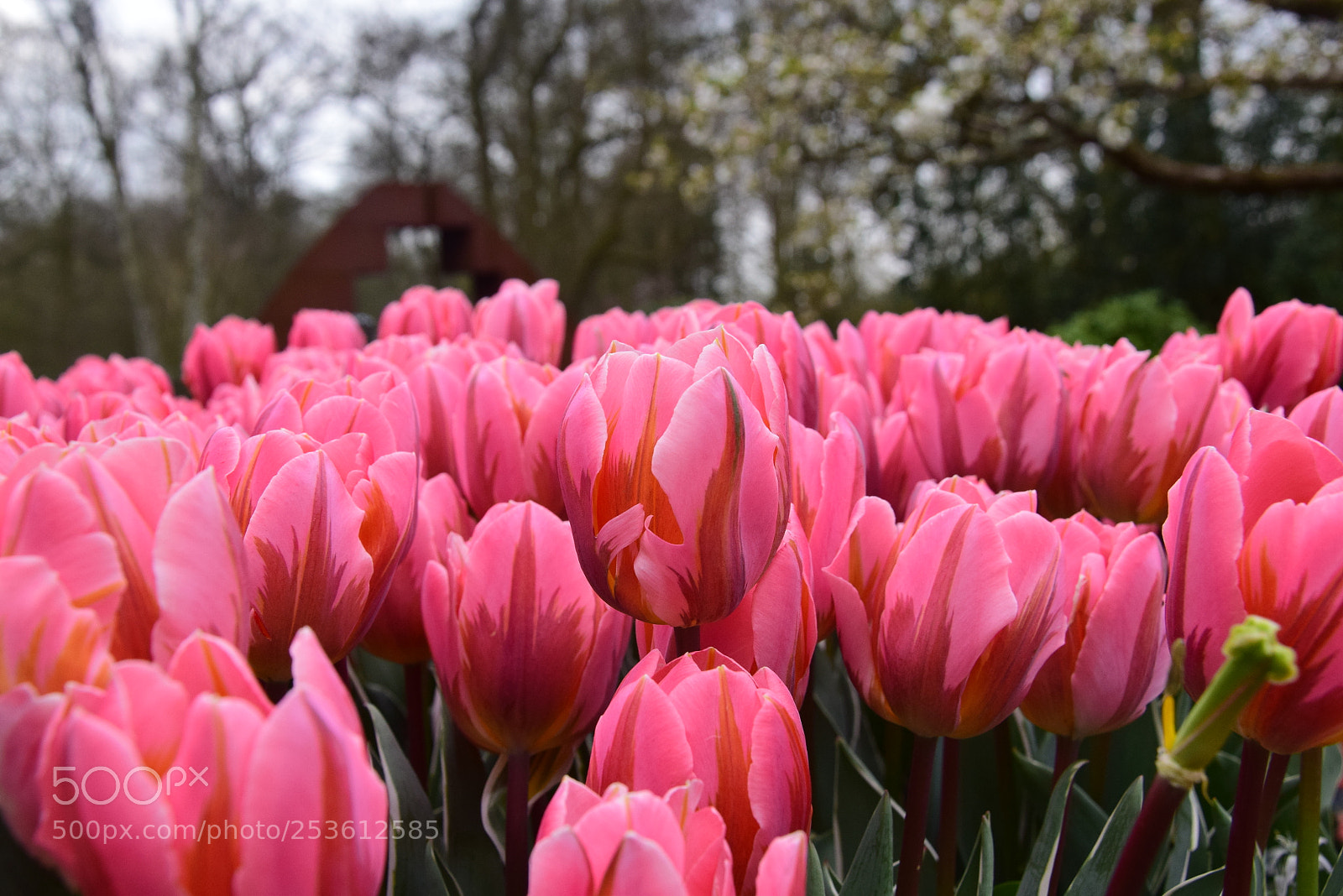 Nikon D5300 sample photo. Pink tulips / springtime 2018 photography