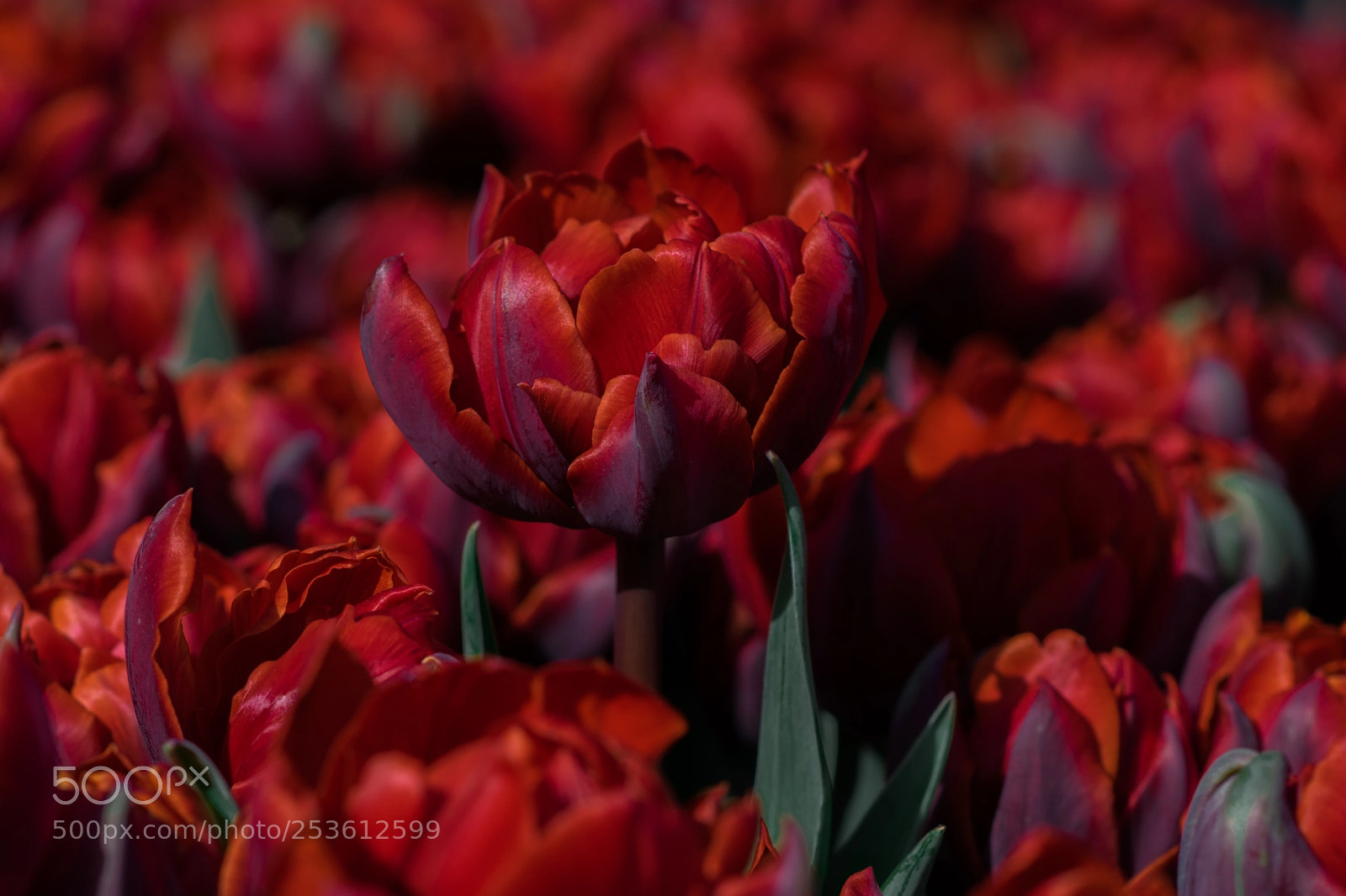 Nikon D5300 sample photo. Standing out photography
