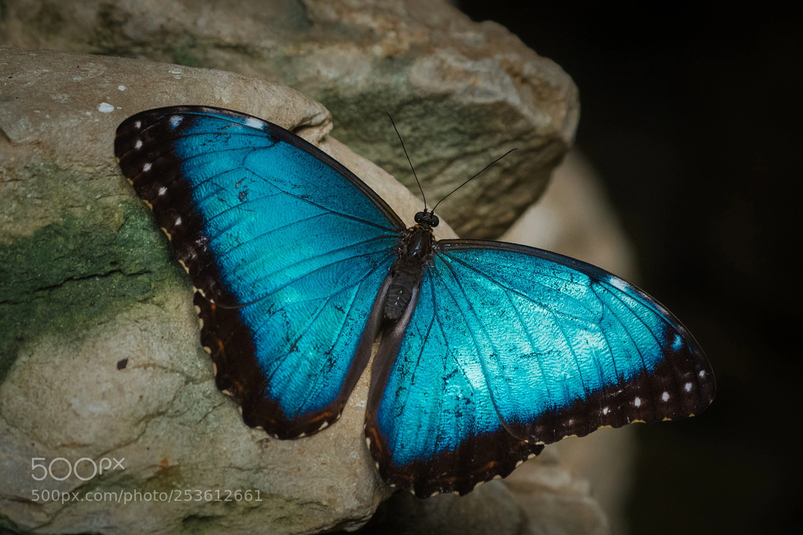 Nikon D500 sample photo. Morpho menelaus photography