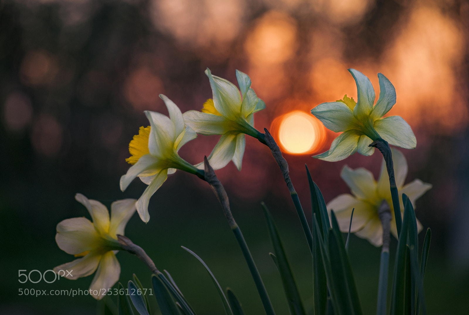 Nikon D3300 sample photo. Narcissus photography