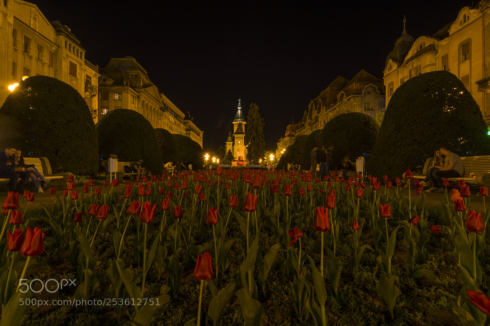 Nikon D7100 sample photo. Red tulips in the photography