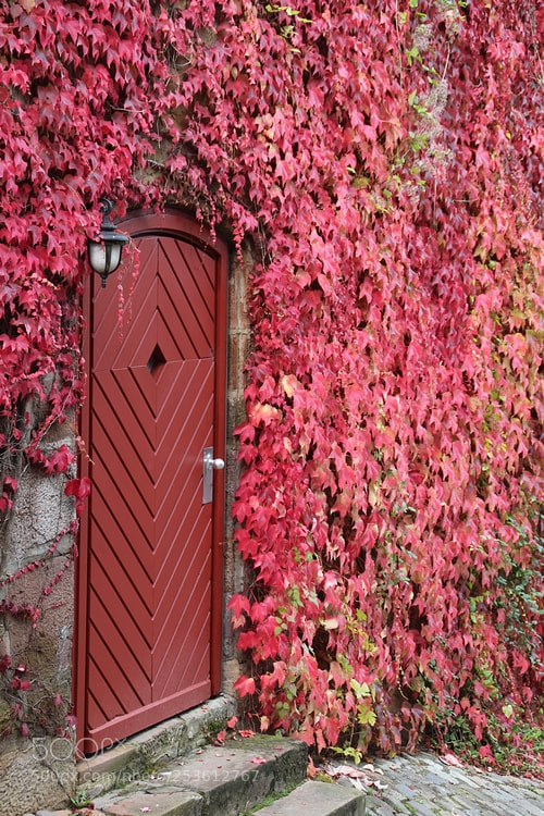 Canon EOS 700D (EOS Rebel T5i / EOS Kiss X7i) sample photo. Autumn at your door photography