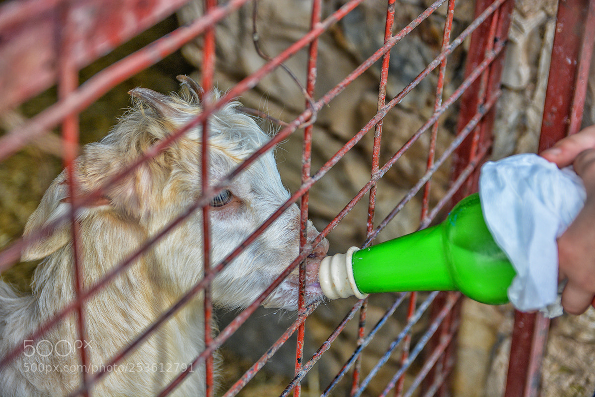 Nikon D5200 sample photo. Little goat feed photography