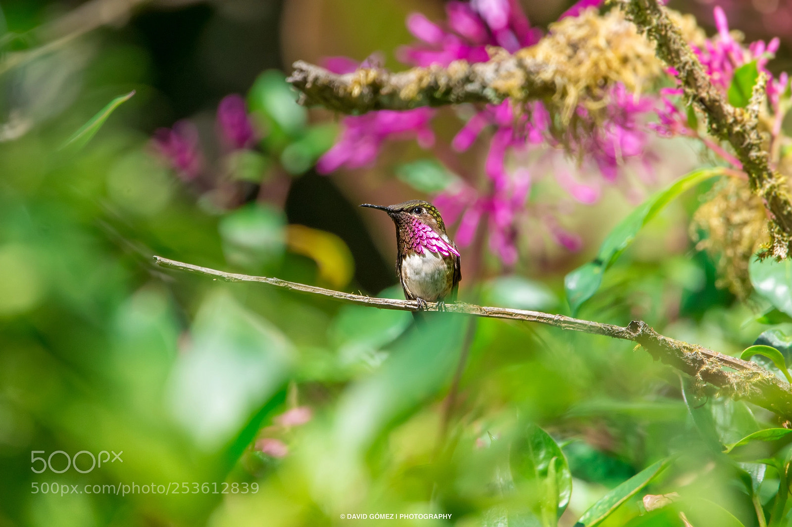 Nikon D7200 sample photo. Colibrí de elliot photography