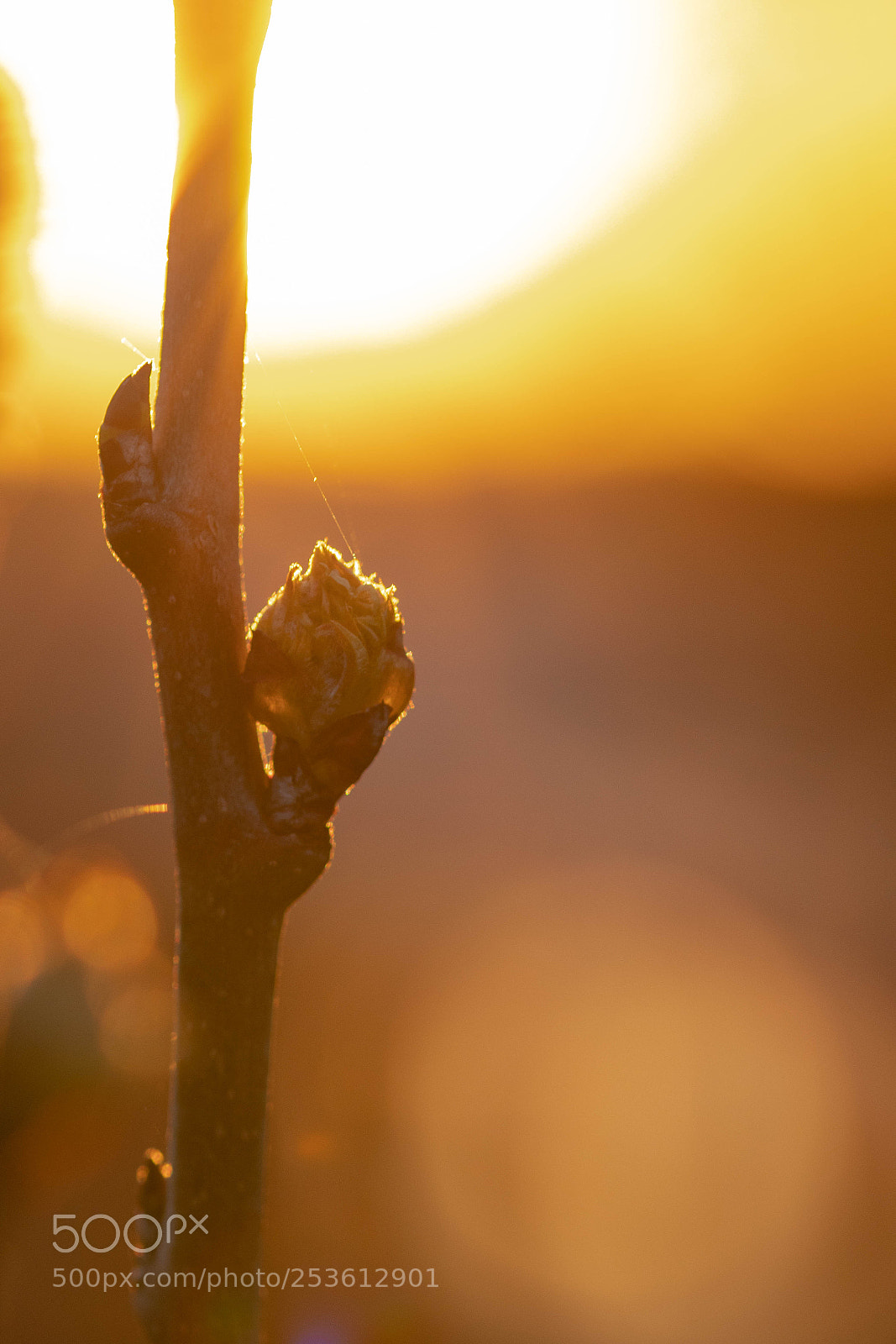Canon EOS 200D (EOS Rebel SL2 / EOS Kiss X9) sample photo. Blossom in the sunset photography