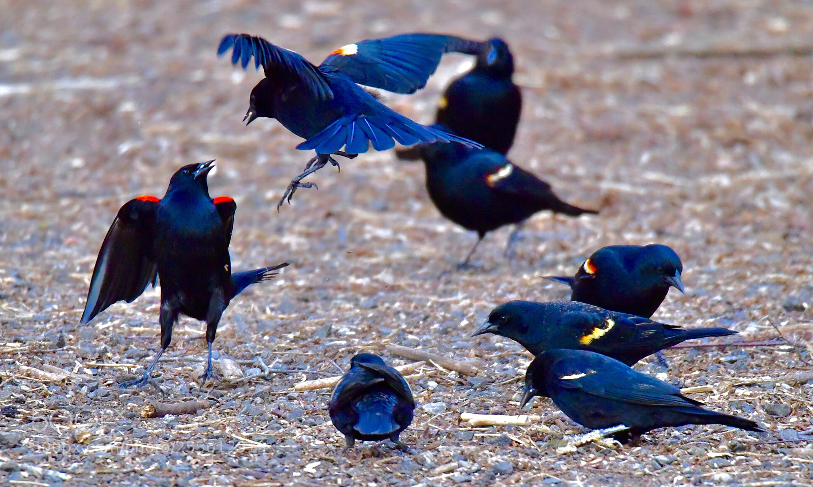 Nikon D5 sample photo. Two red-wing black bird photography