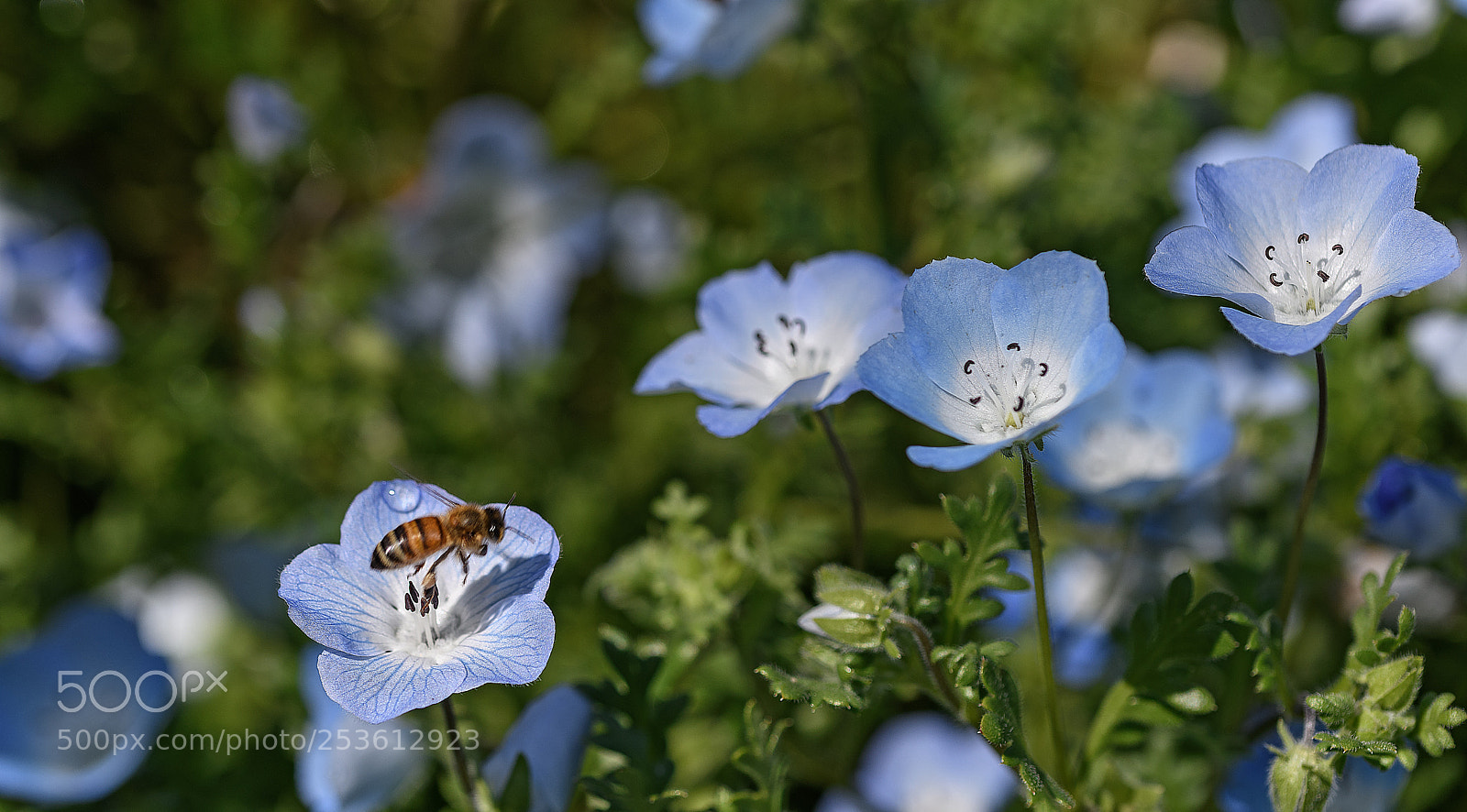 Nikon D850 sample photo. Bee doing its thing photography