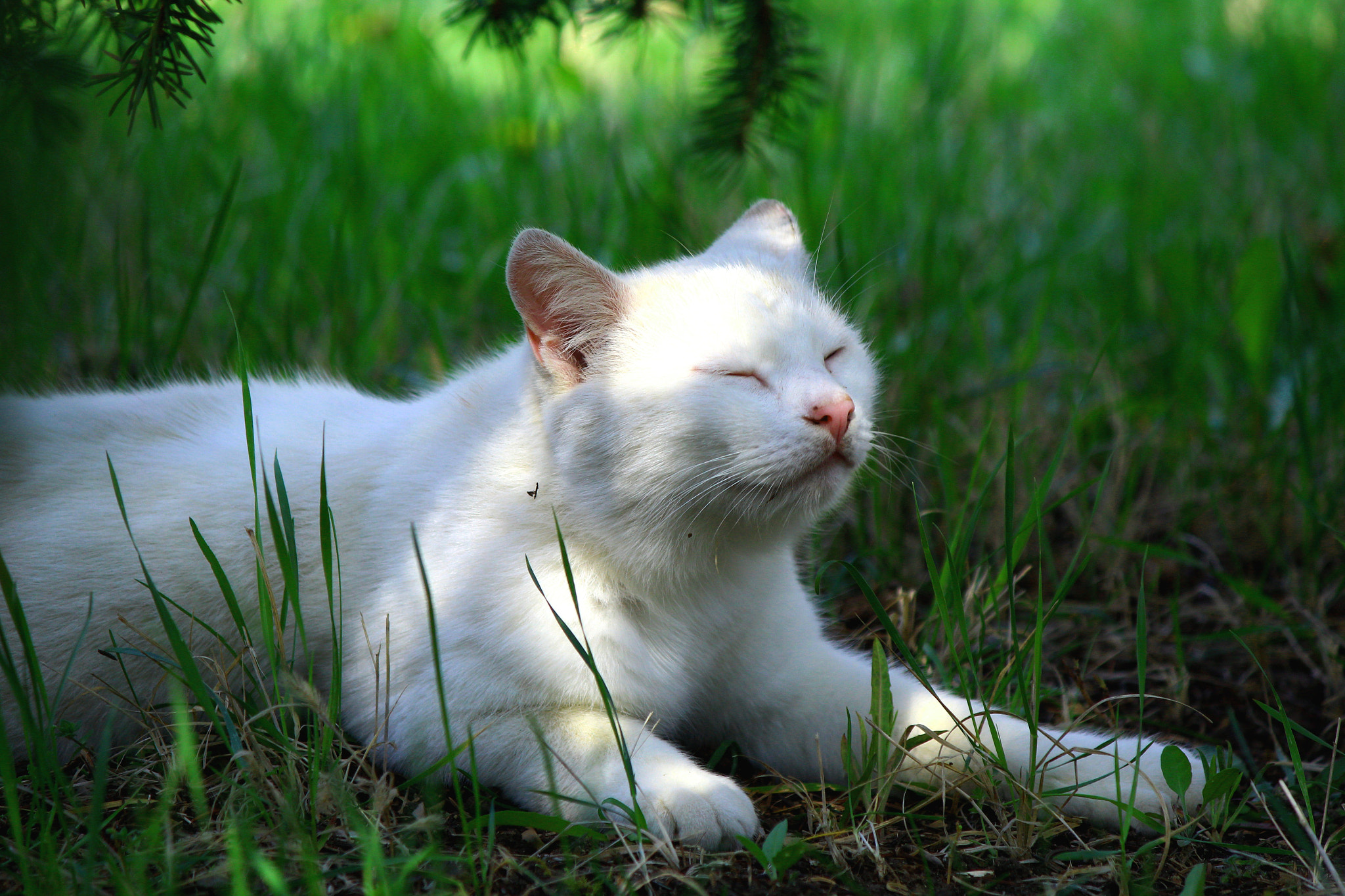 Canon EF-S 55-250mm F4-5.6 IS sample photo. La vita e bella photography